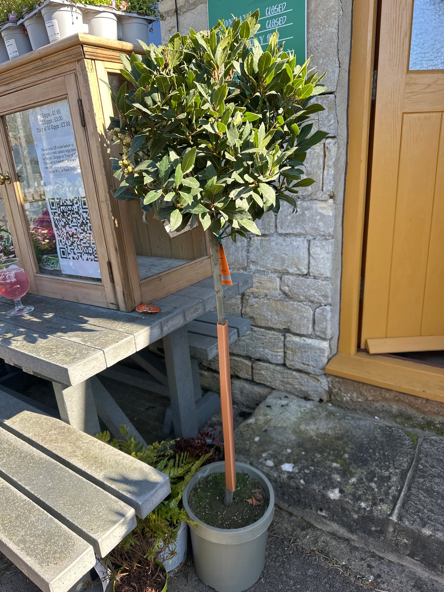Laurus nobilis 90cm 10Ltr