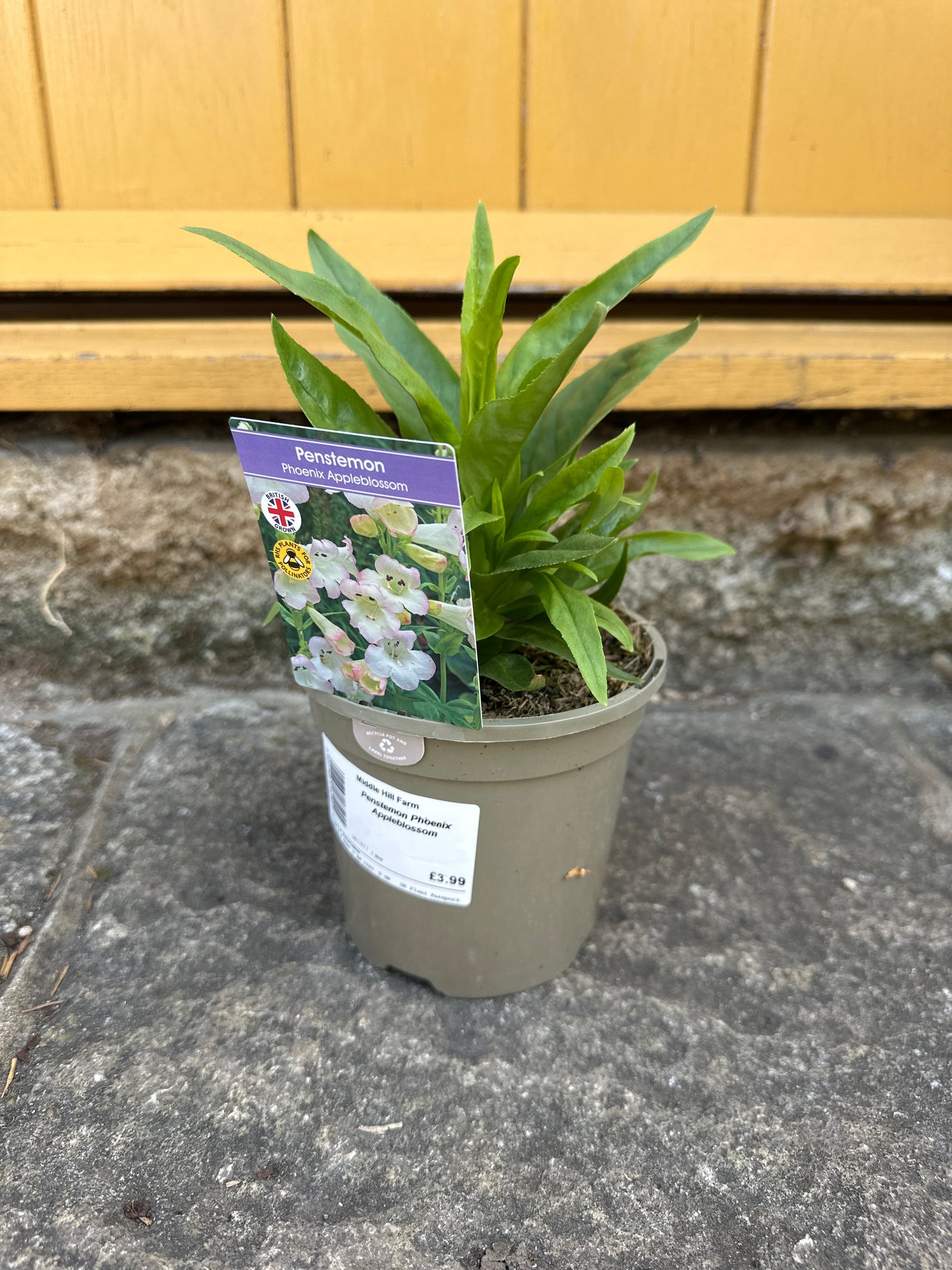 Penstemon Pheonix Appleblossom 1Ltr