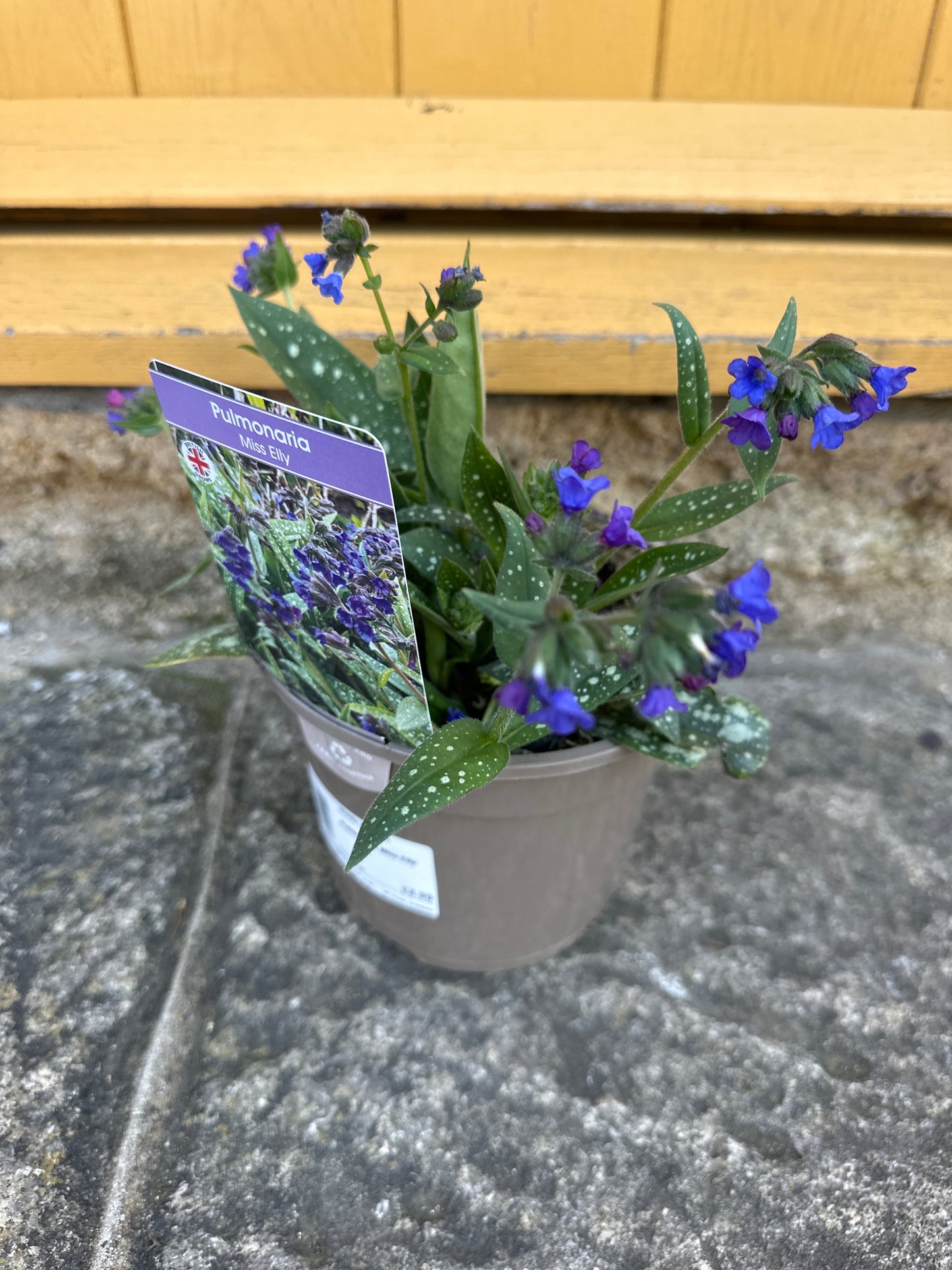 Pulmonaria Miss Elly 2Ltr