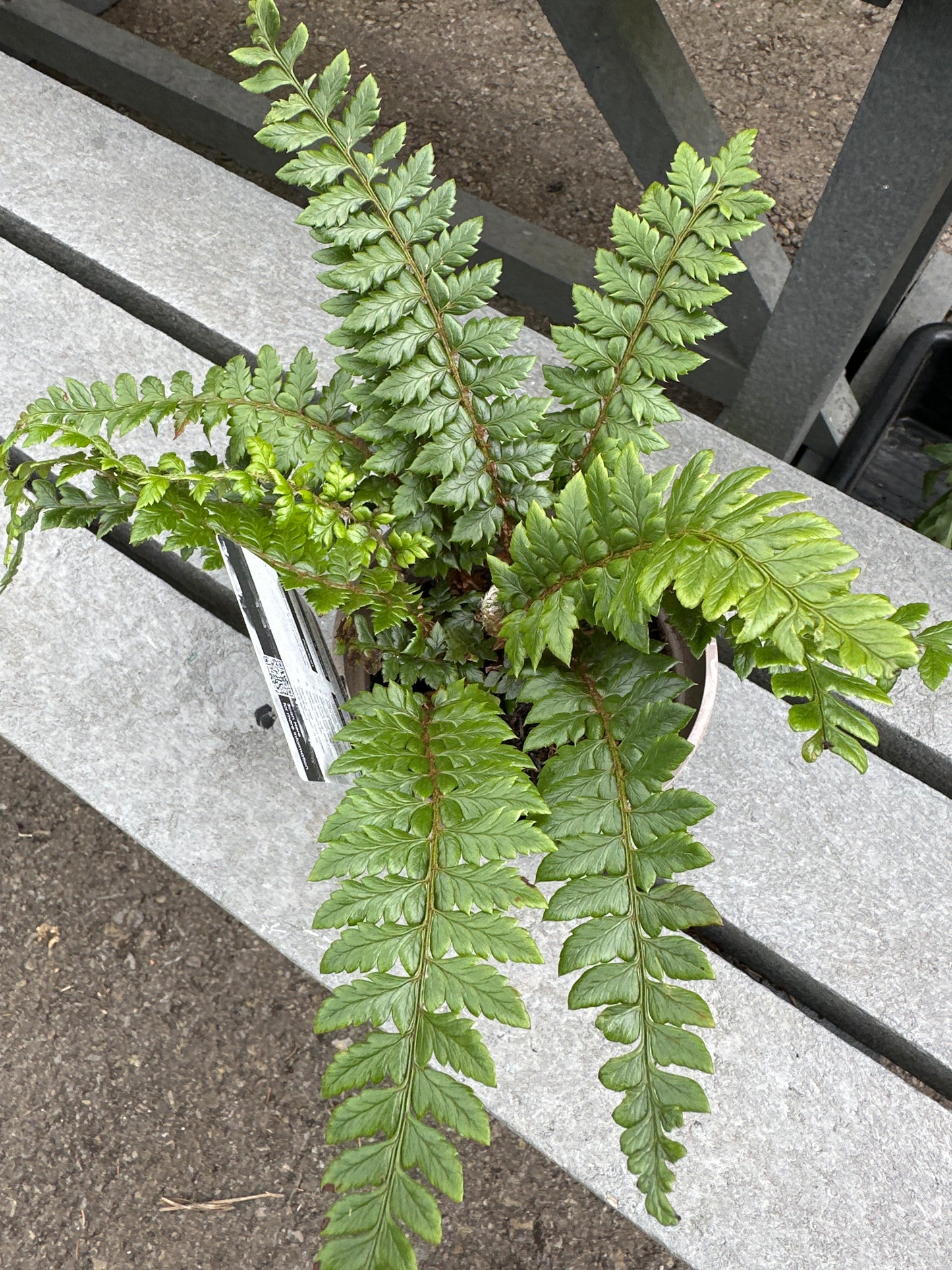 Dryopteris atrata ( Shaggy Shield Fern ) 1Ltr