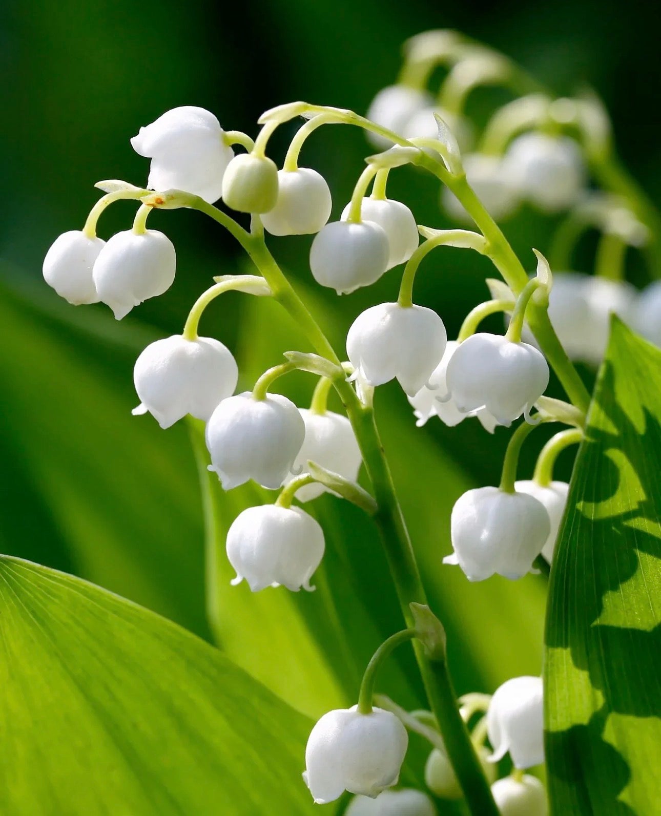 Gedney Plants
