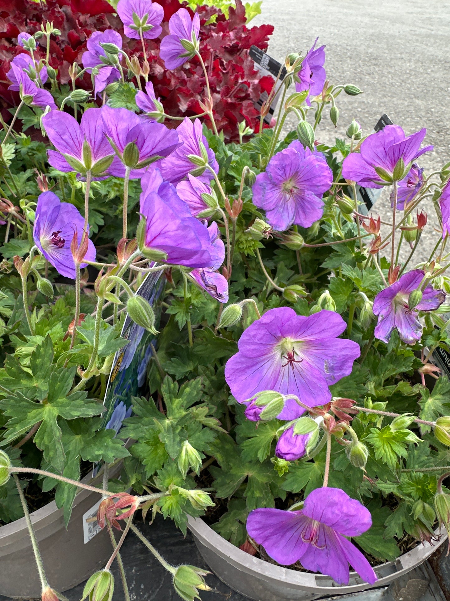 Geranium Azure Rush 3Ltr