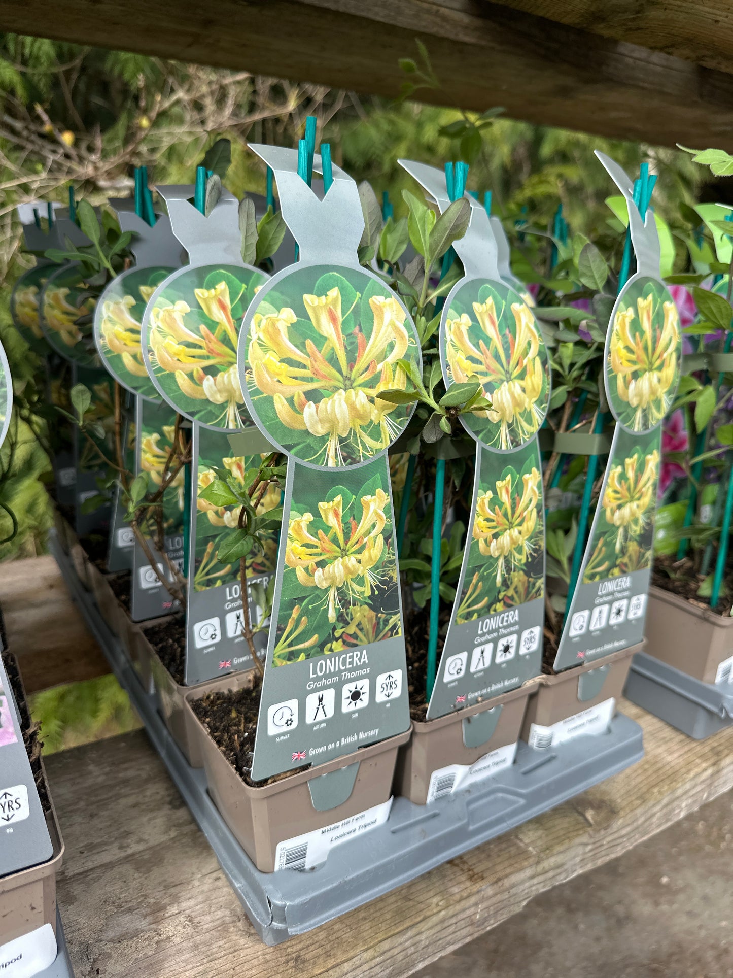 Lonicera Tripod 9cm