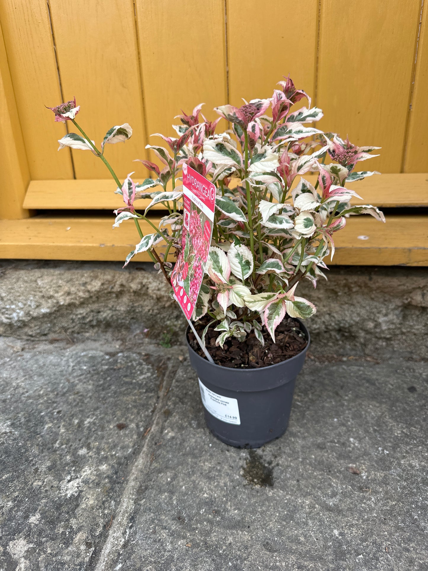 Hydrangea serrata Euphoria Pink 1.5Ltr