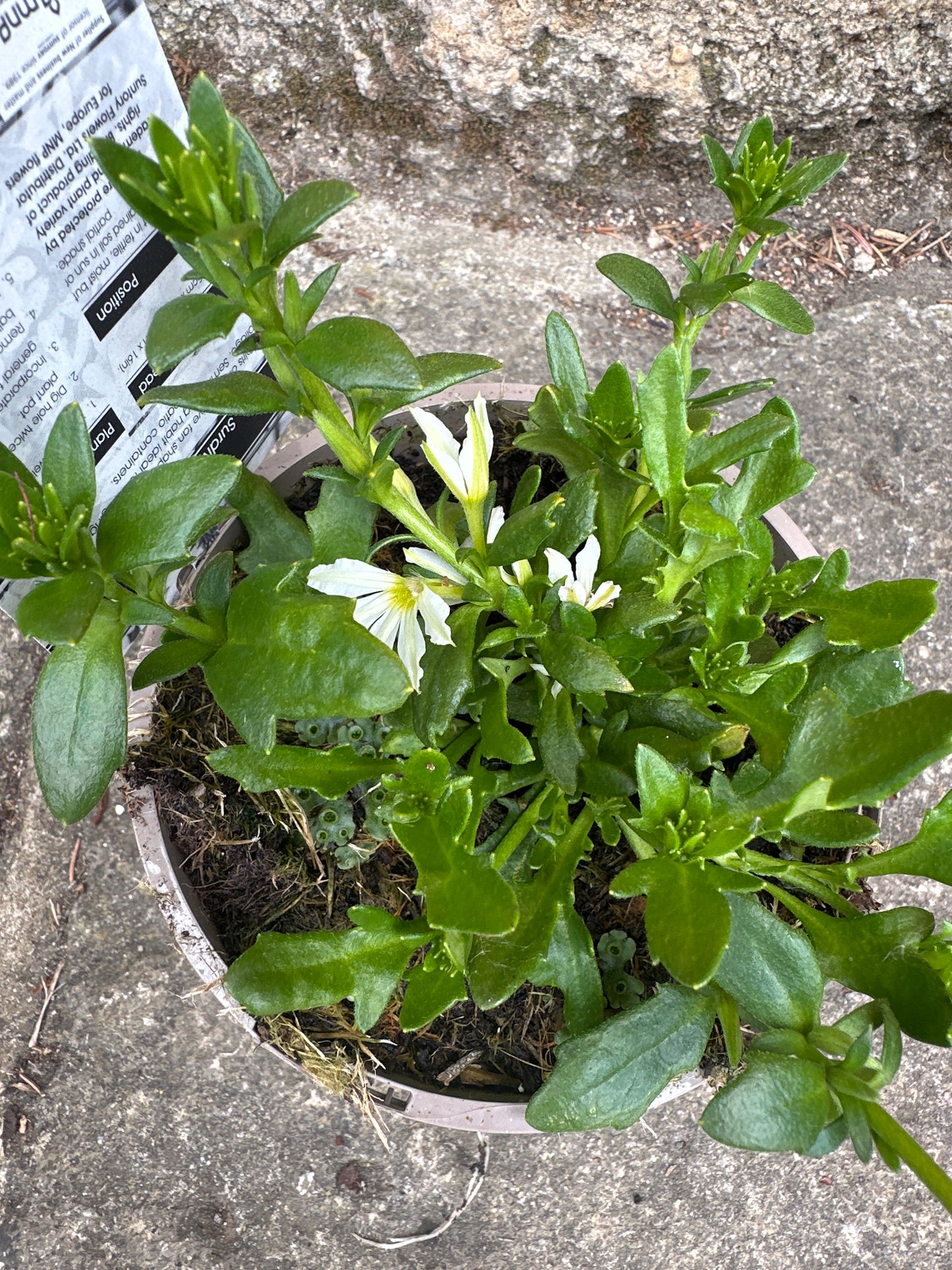 Scaevola Surdiva Snow Blanket 1L
