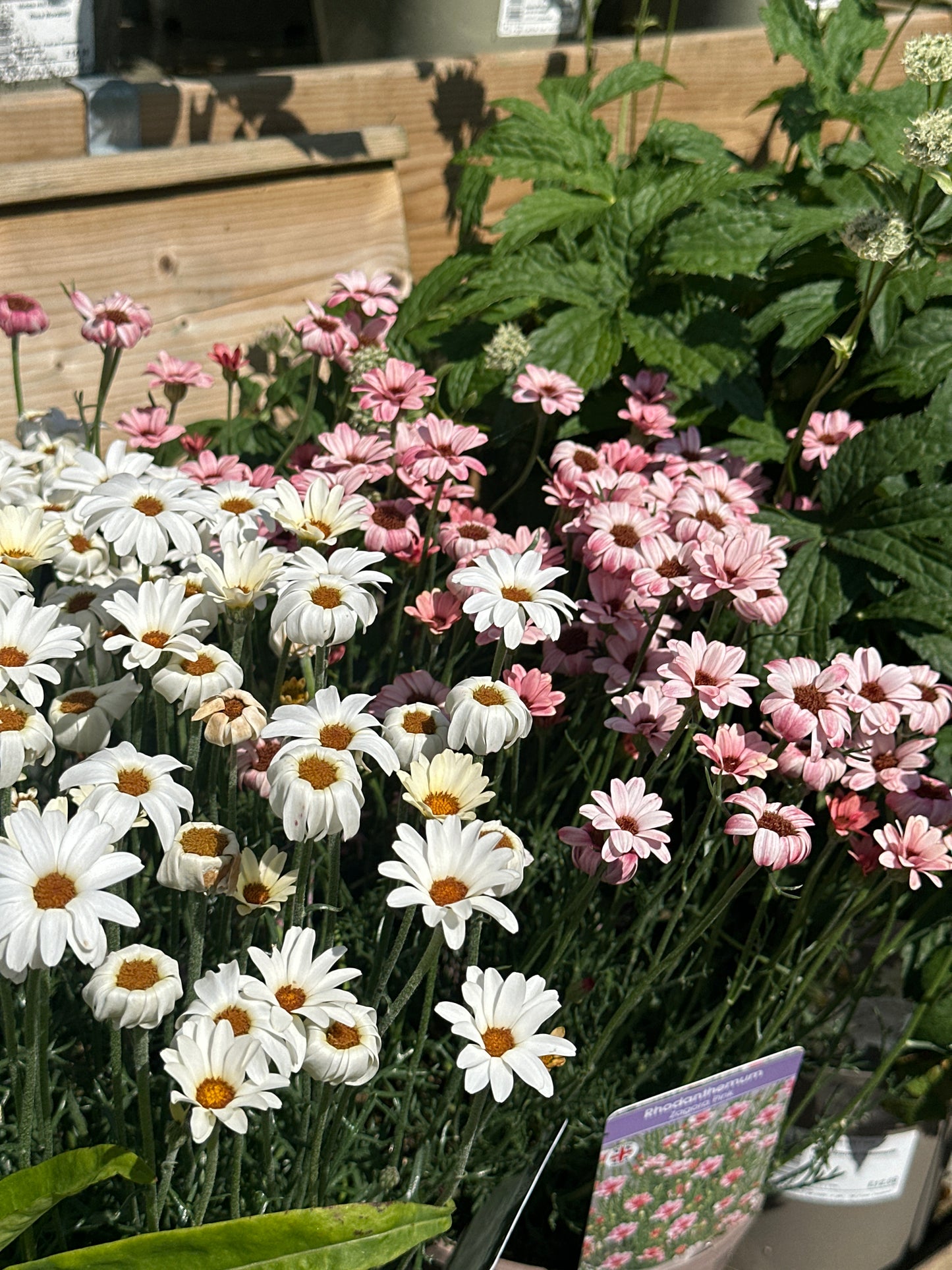 Rhodanthemum 3Ltr