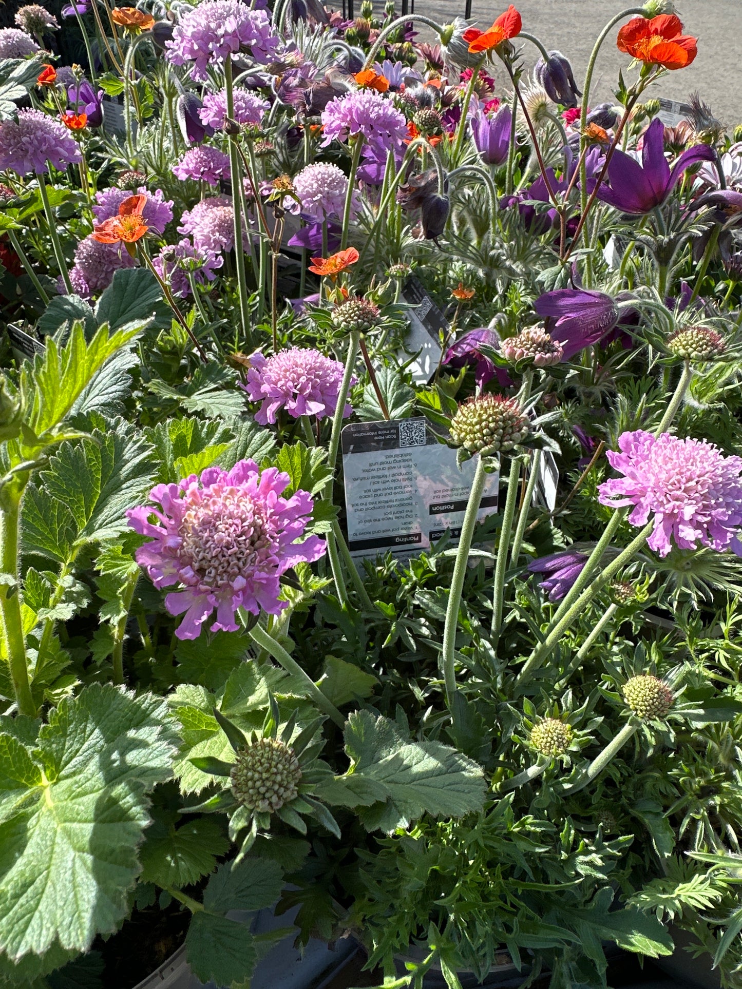Scabiosa Pink Mist 2Ltr