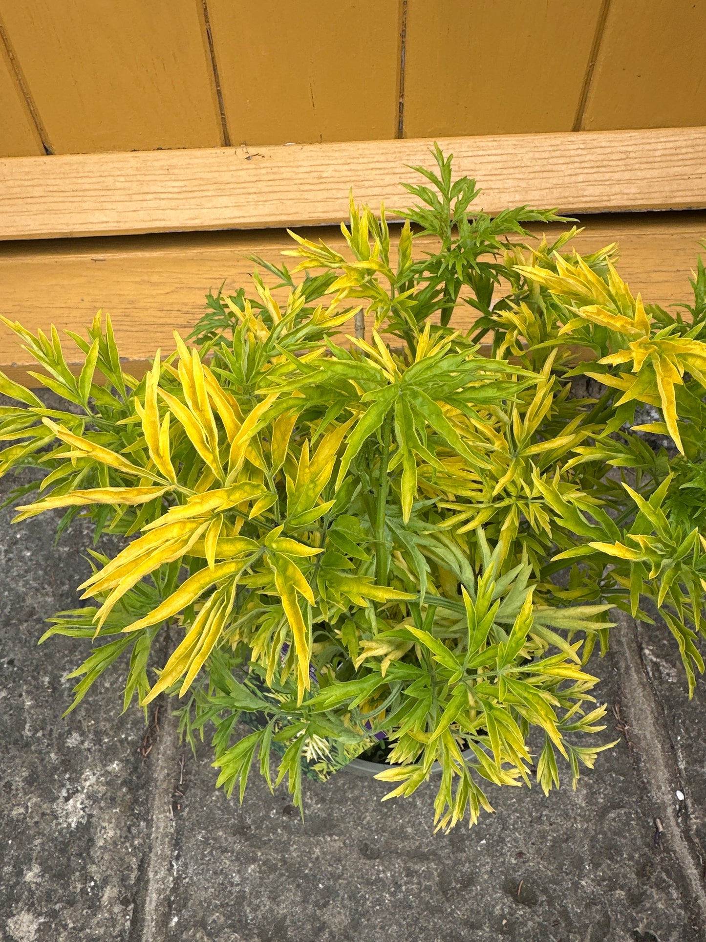 Sambucus Golden Tower 3Ltr