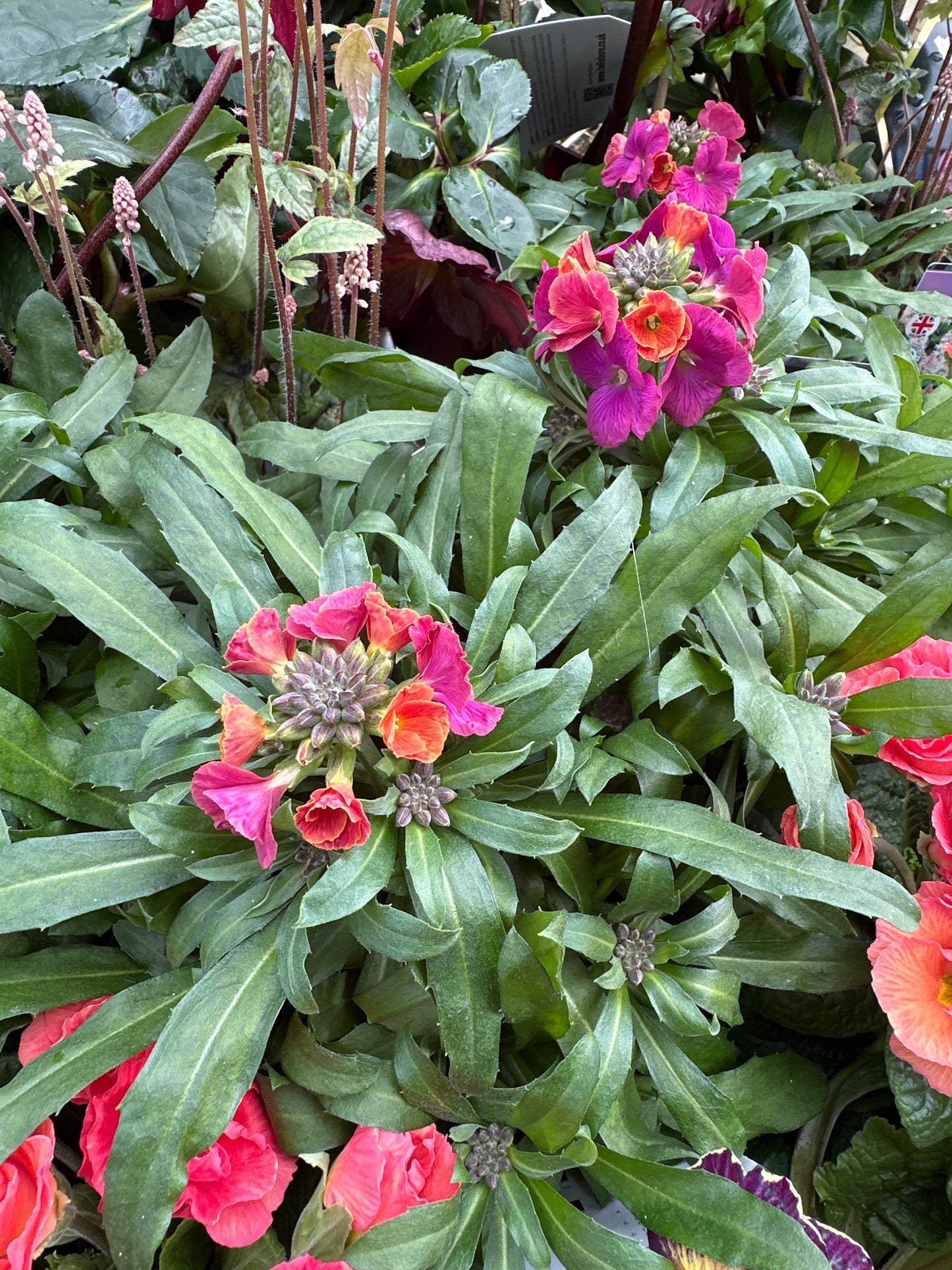 Erysimum Winter Orchid 1Ltr