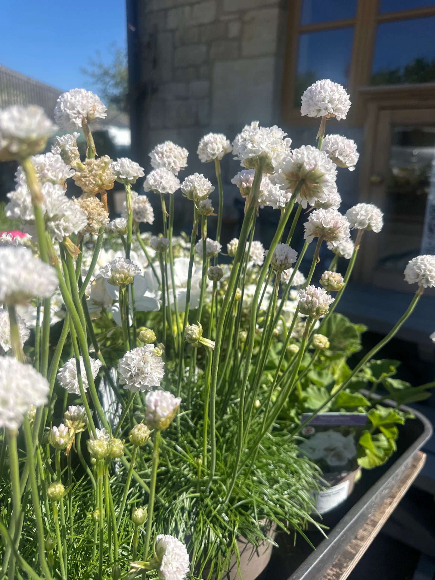 Armeria Abbey White 2Ltr