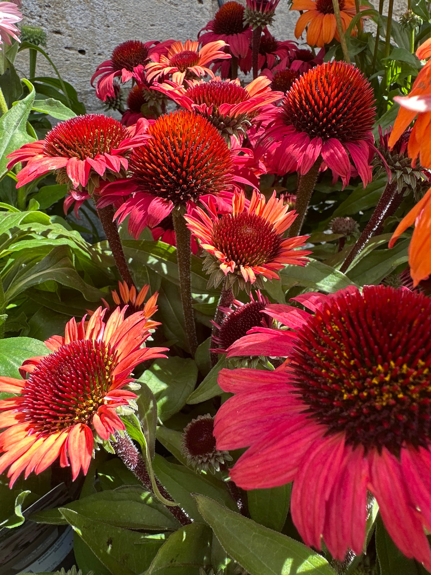 Echinacea 3Ltr