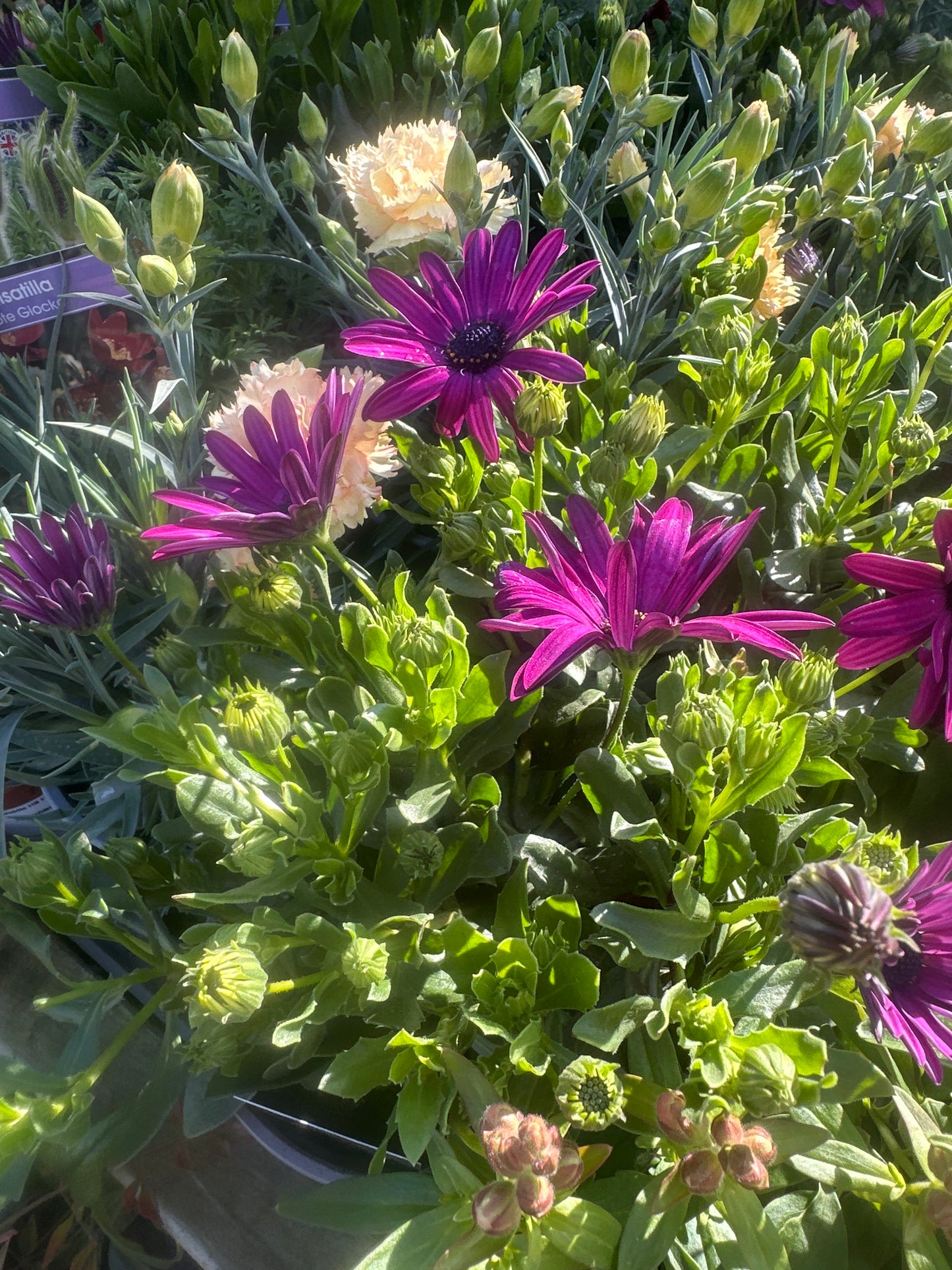 Osteospermum 13cm