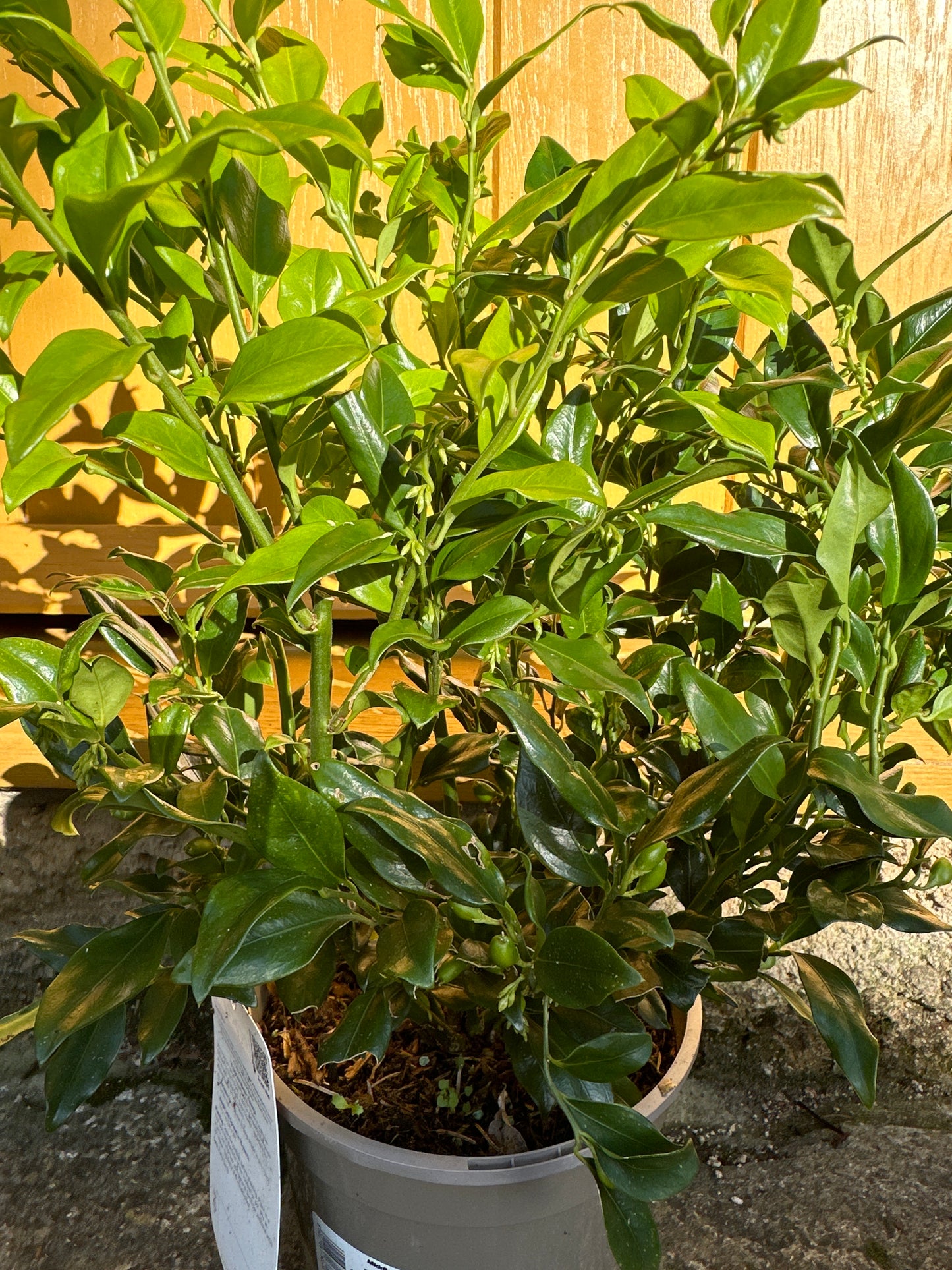 Sarcococca confusa ( Sweet Box )