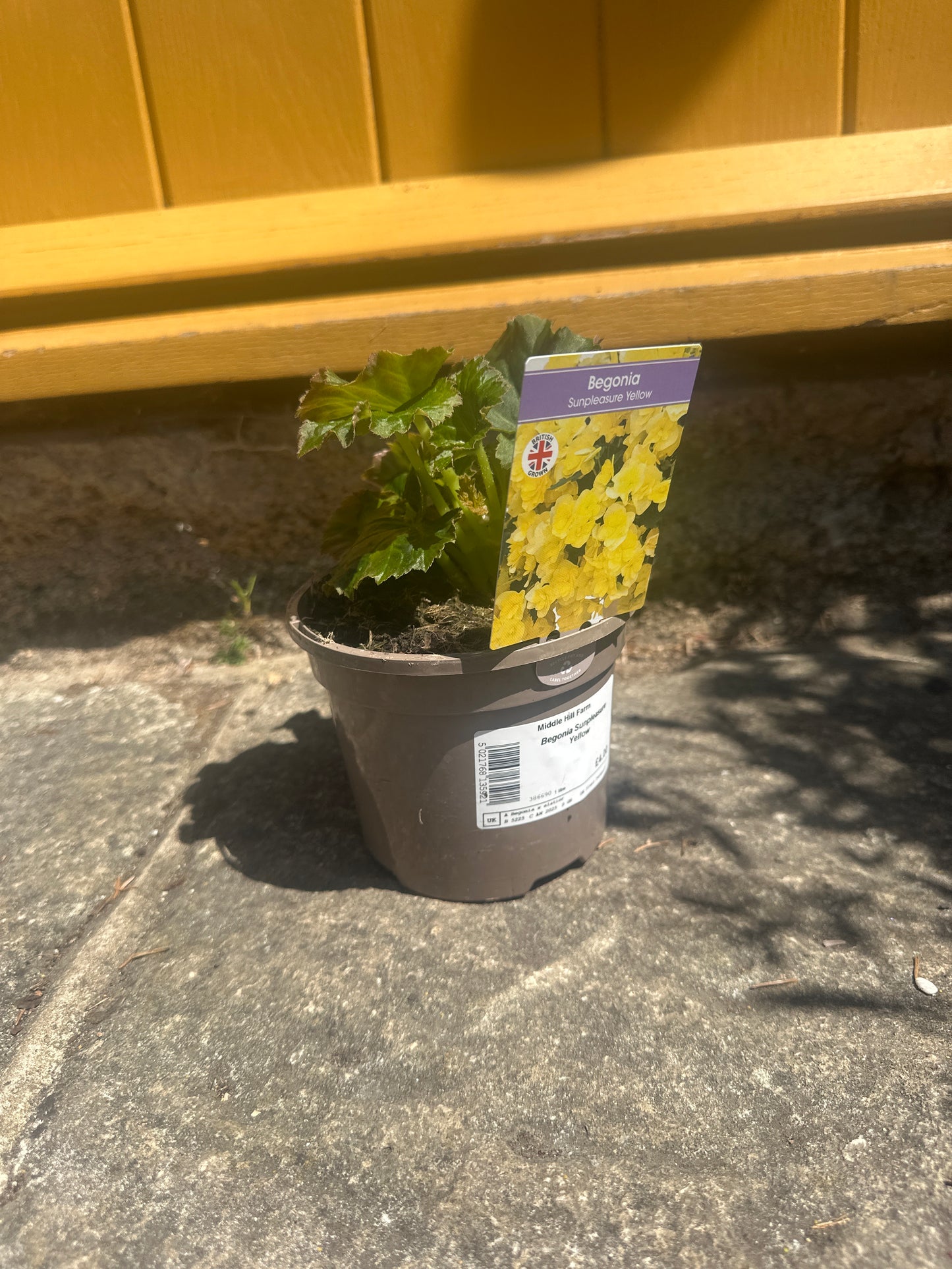 Begonia Sunpleasure Yellow 1Ltr