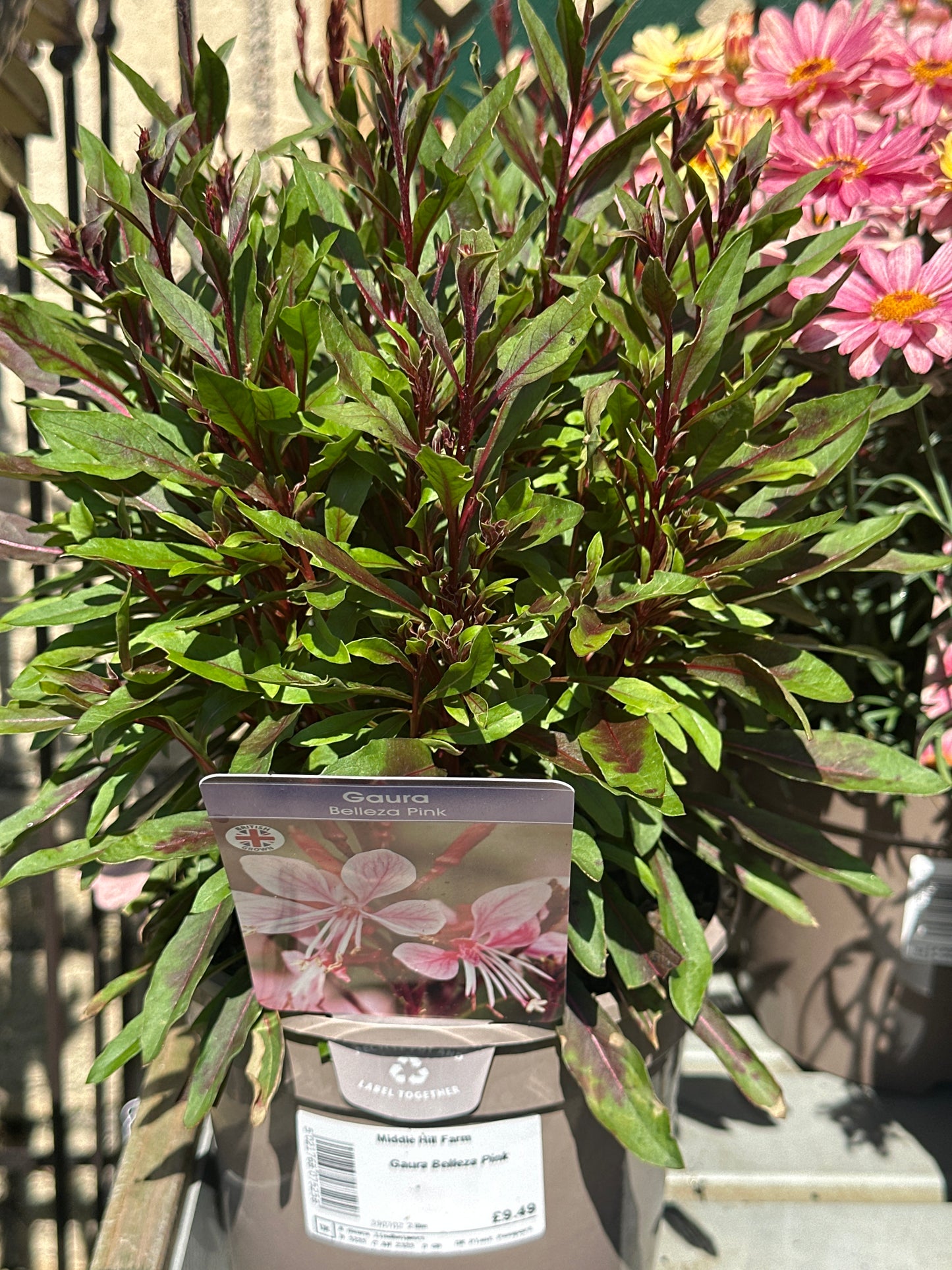 Guara Belleza Pink 2Ltr