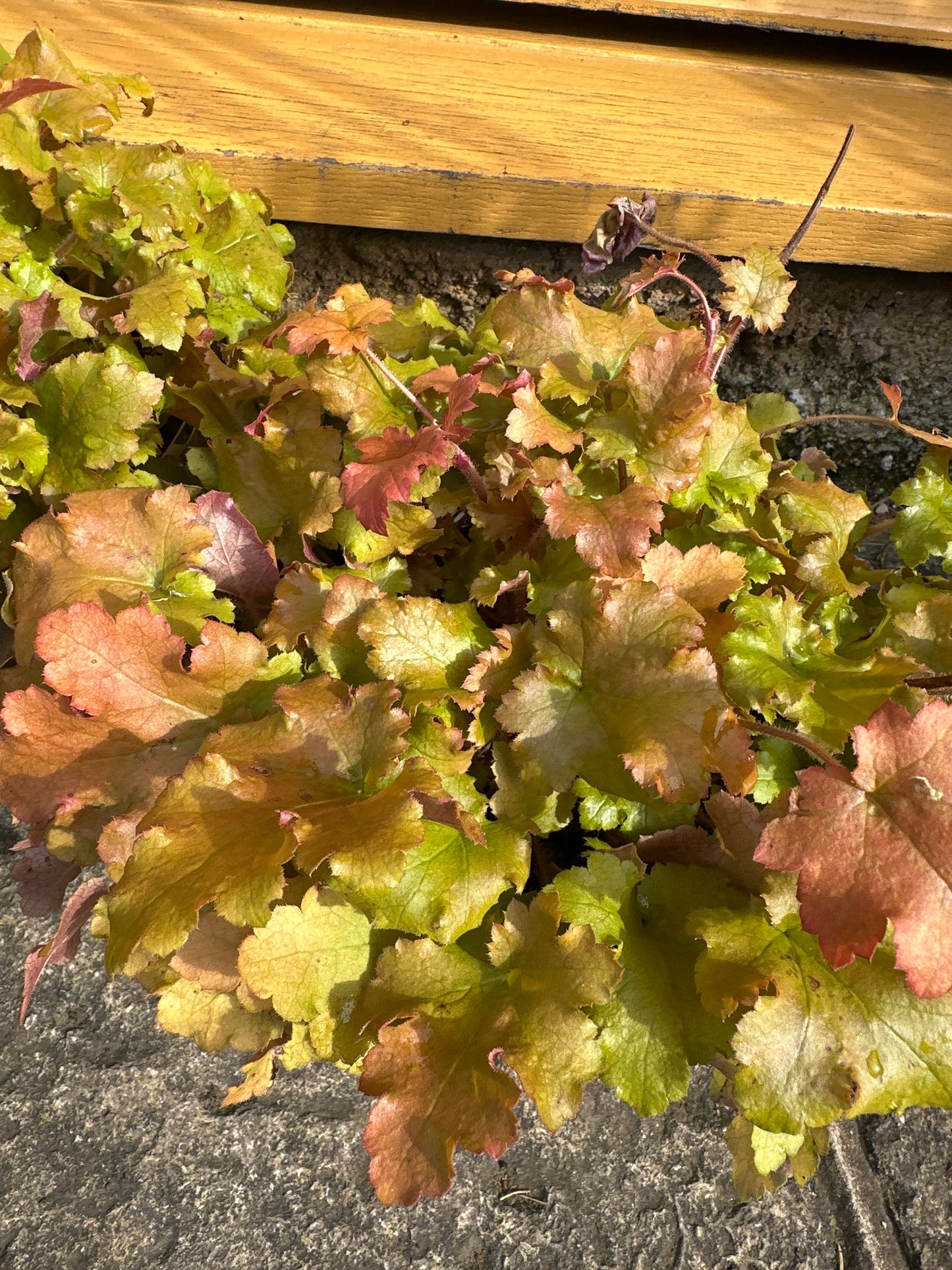 3Ltr British Grown Heuchera Marmalade