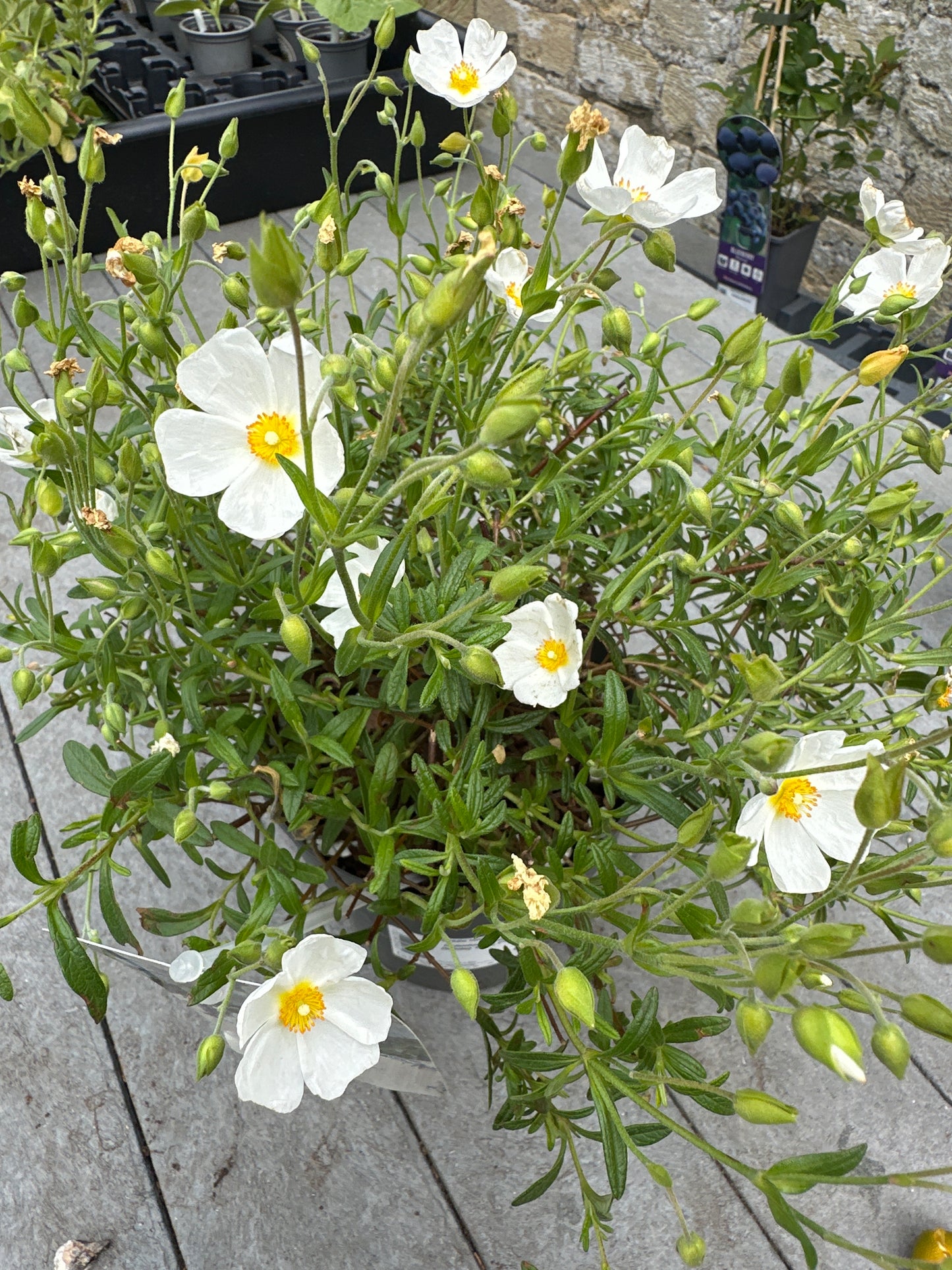 Hallmium umbellatum White 1.5Ltr