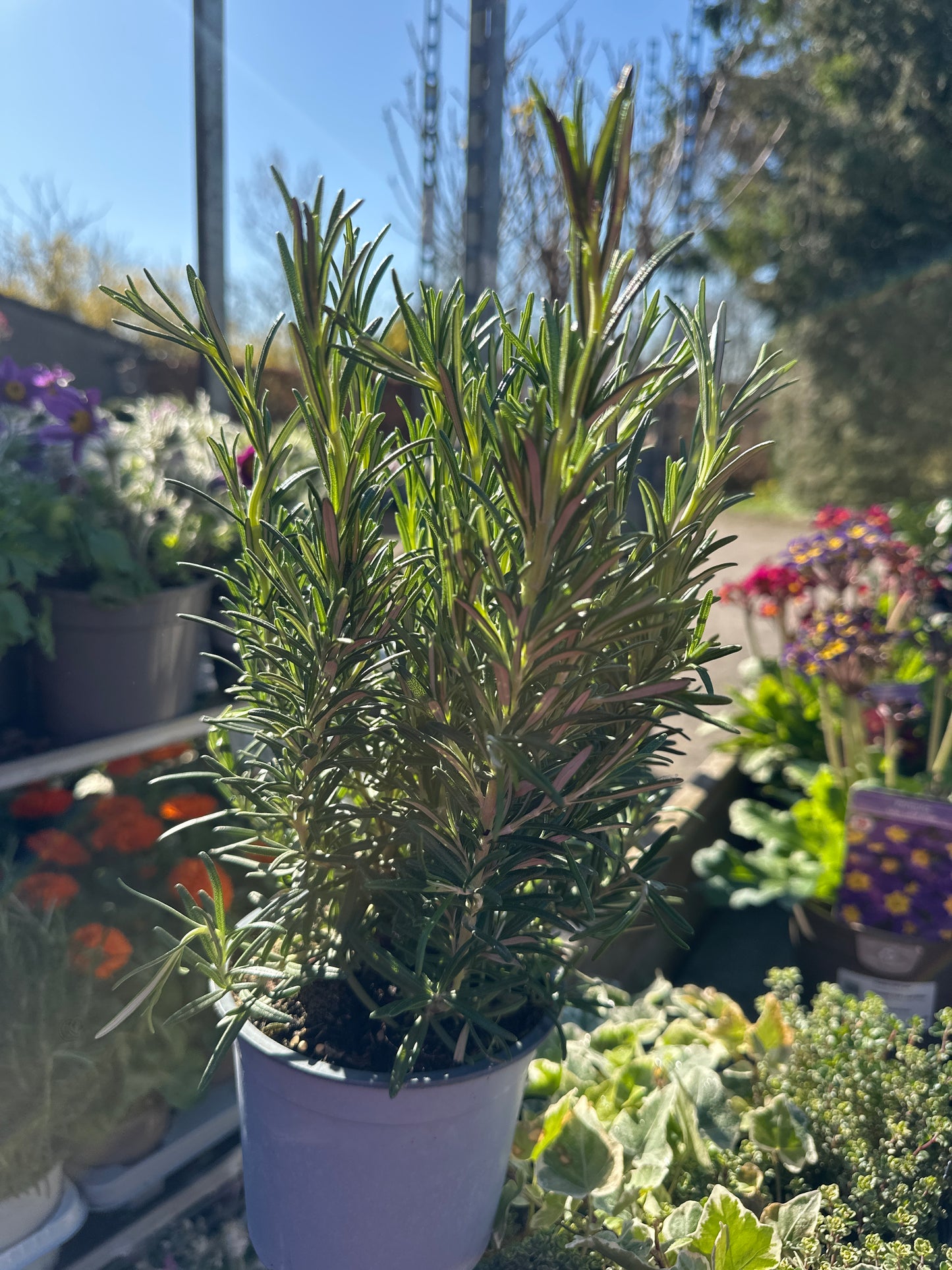 Rosmarinus 14cm