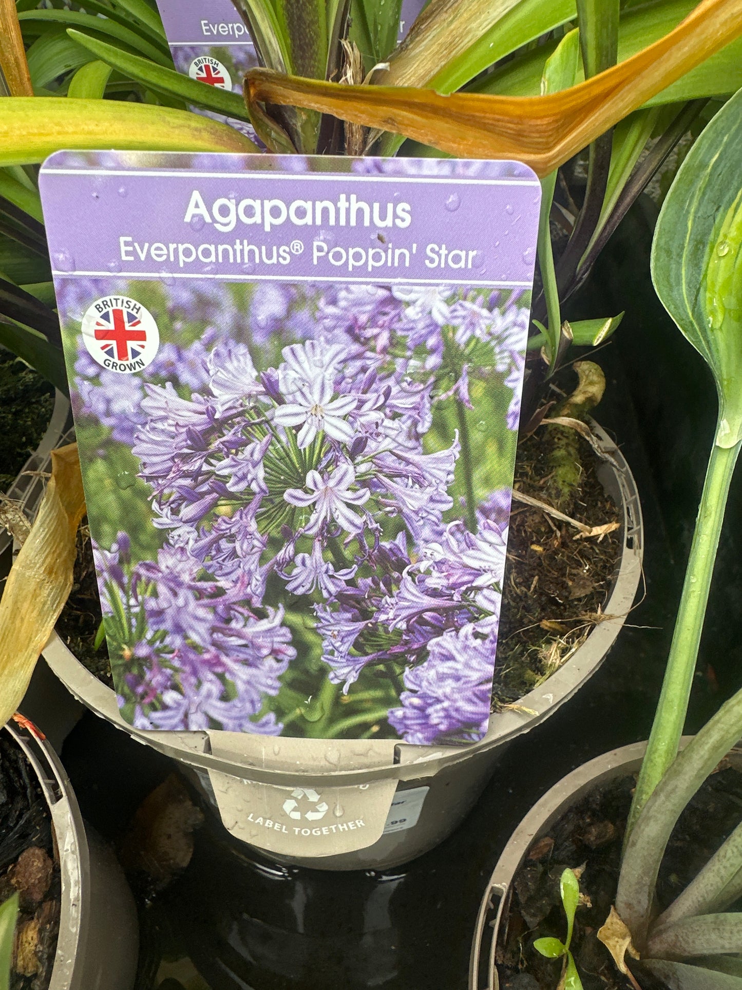 Agapanthus 2Ltr
