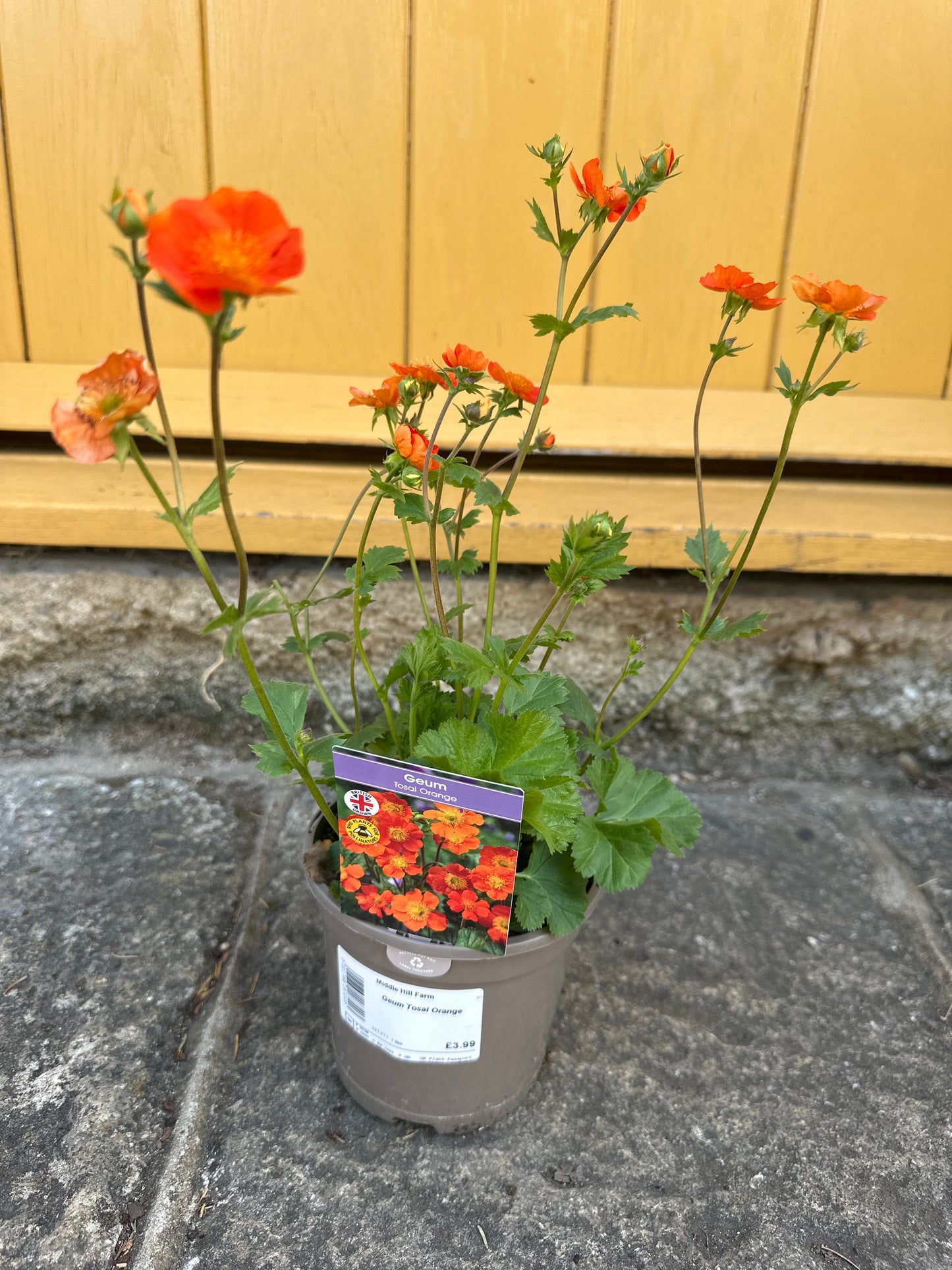 Geum Tosai Orange 1Ltr