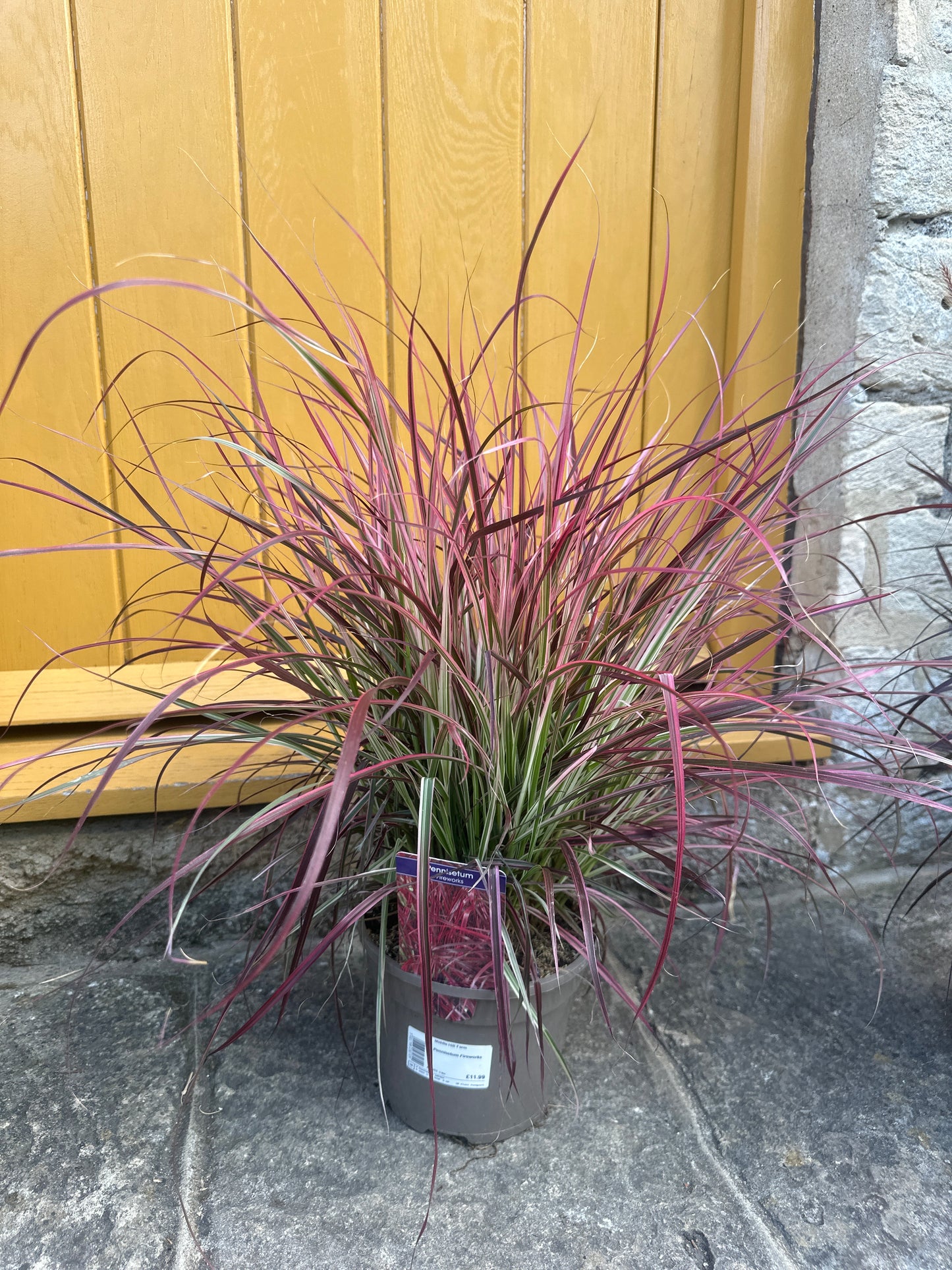 Pennisetum 3Ltr