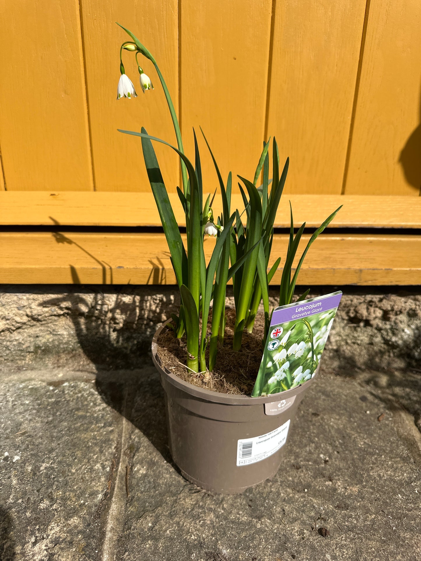 Leucojum Gravetye Giant 3Ltr