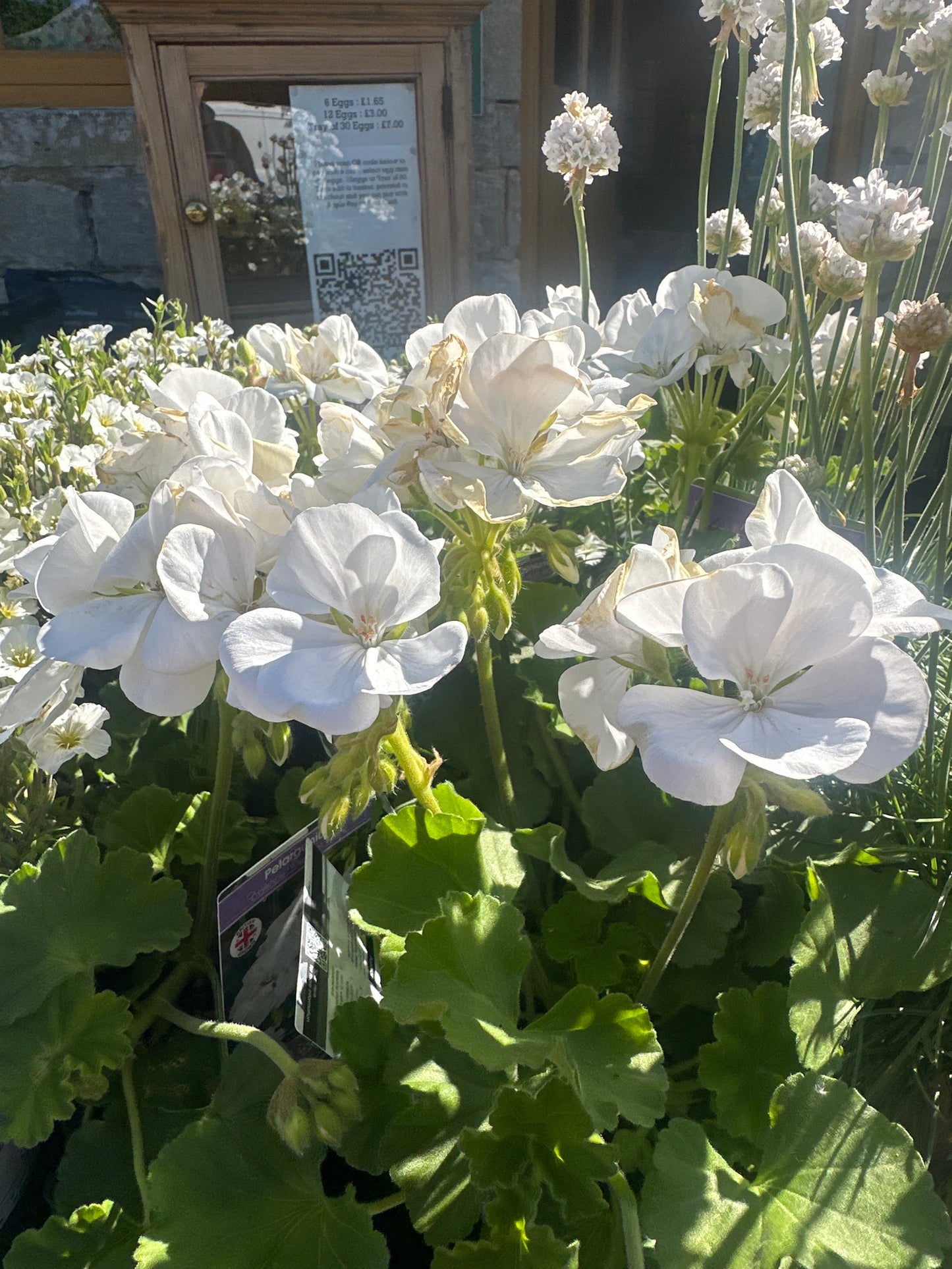 Pelargonium 1Ltr