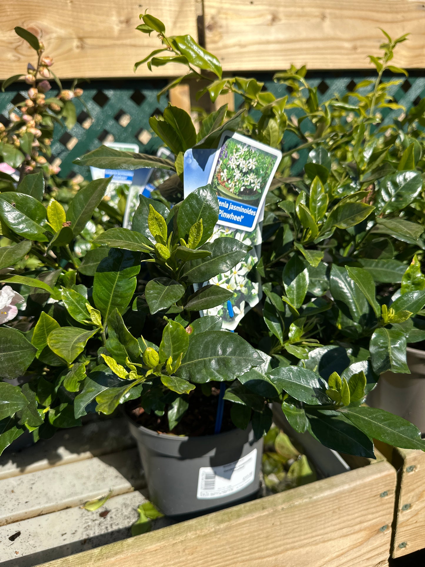 Gardenia jasminoides Pinwheel 2Ltr
