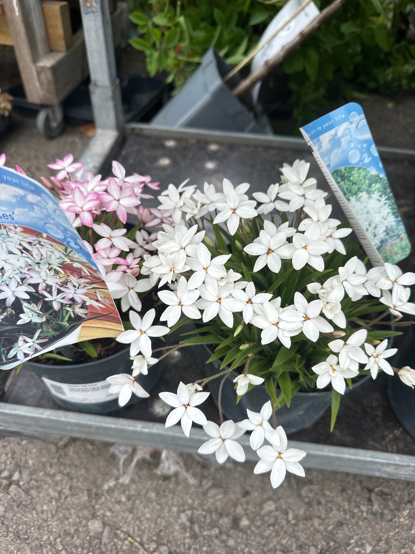 Rhodoxis 2Ltr