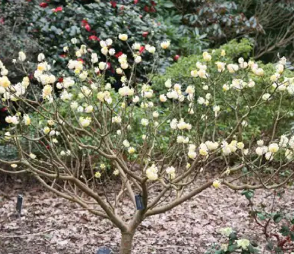 Edgeworthia chrysantha Honey Sunshine 1.5L