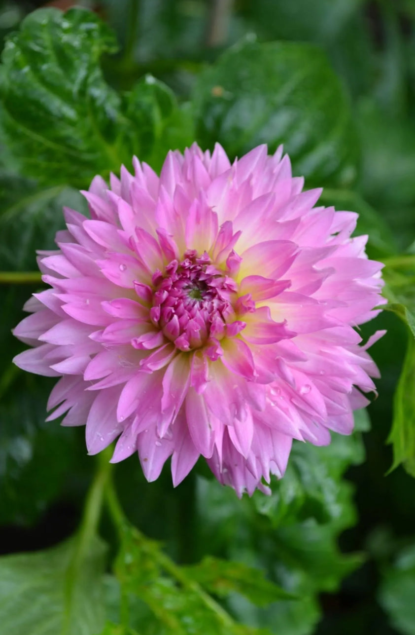 Dahlia 3Ltr