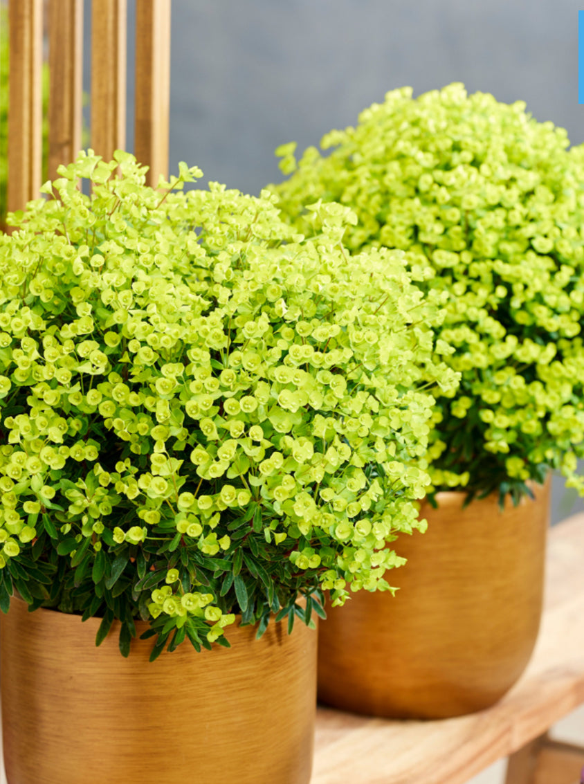 Euphorbia Ascot Petit 2Ltr