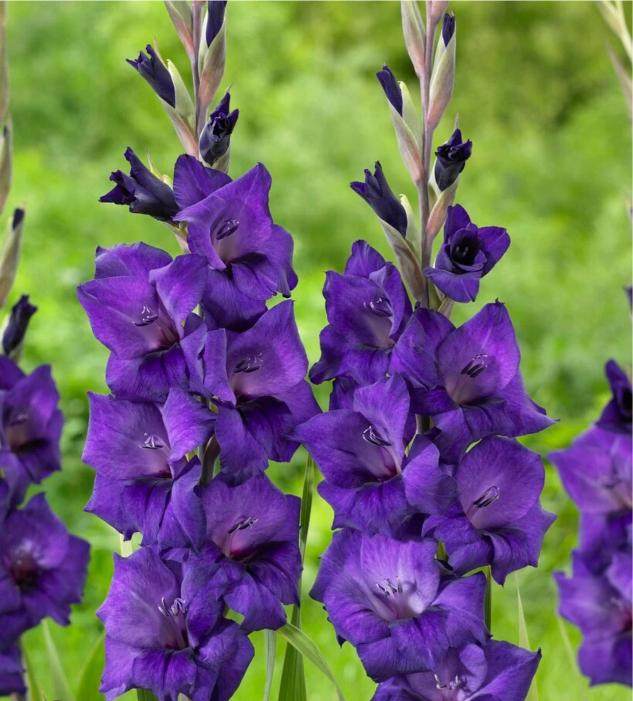 Gladioli Purple Flora 2Ltr