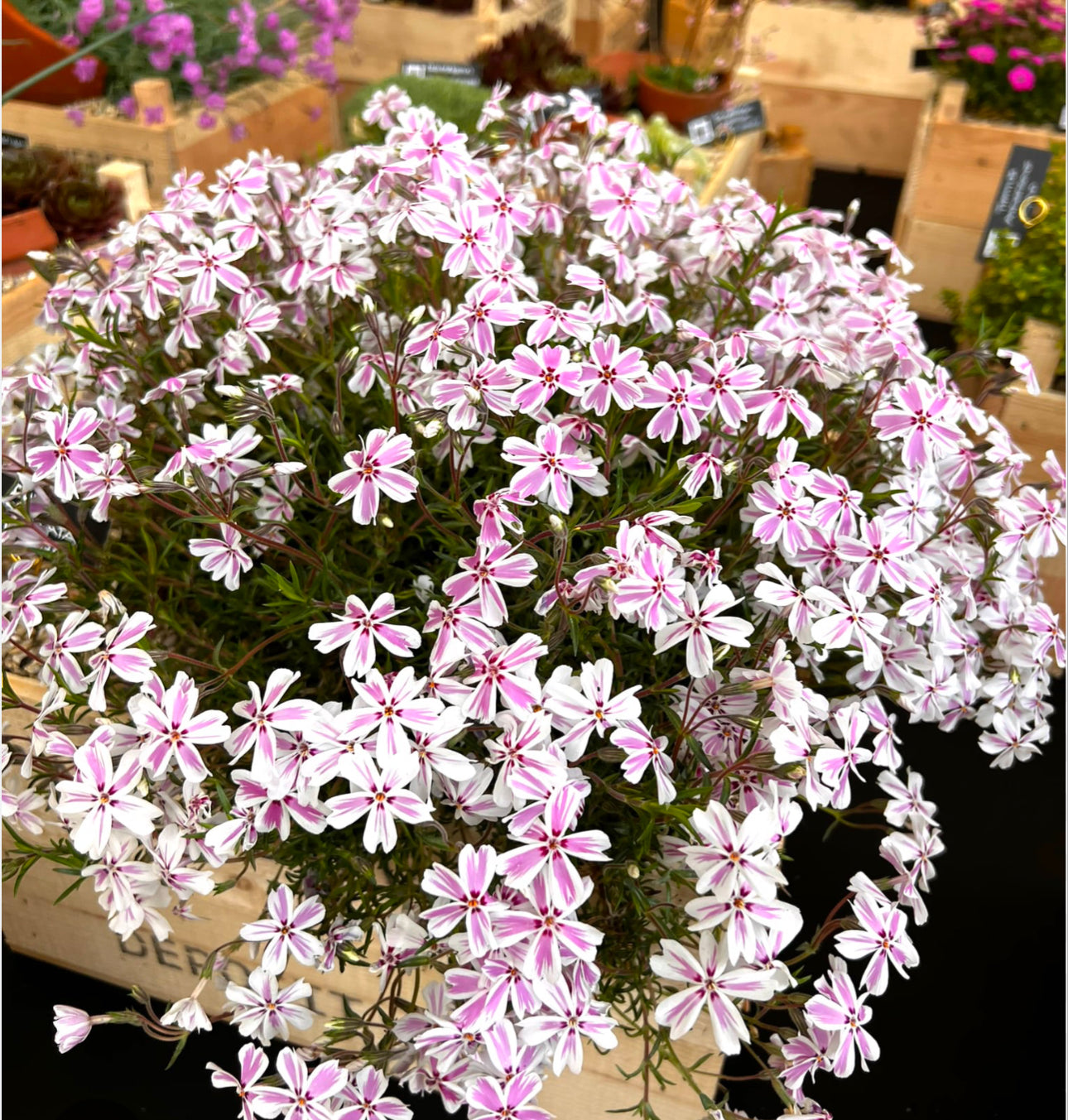 Phlox Kimono Pink White 2Ltr