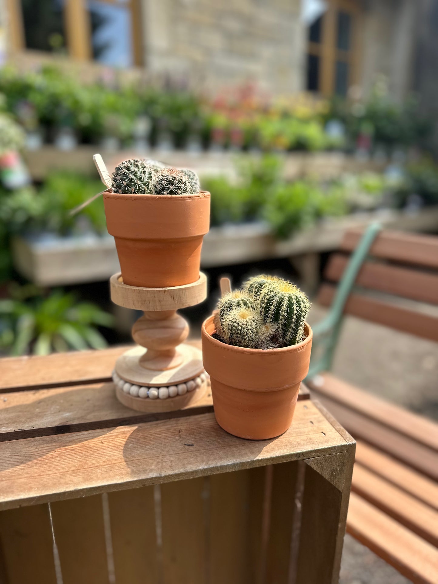 8.5cm Cacti Cereus & Bolcactus Mix