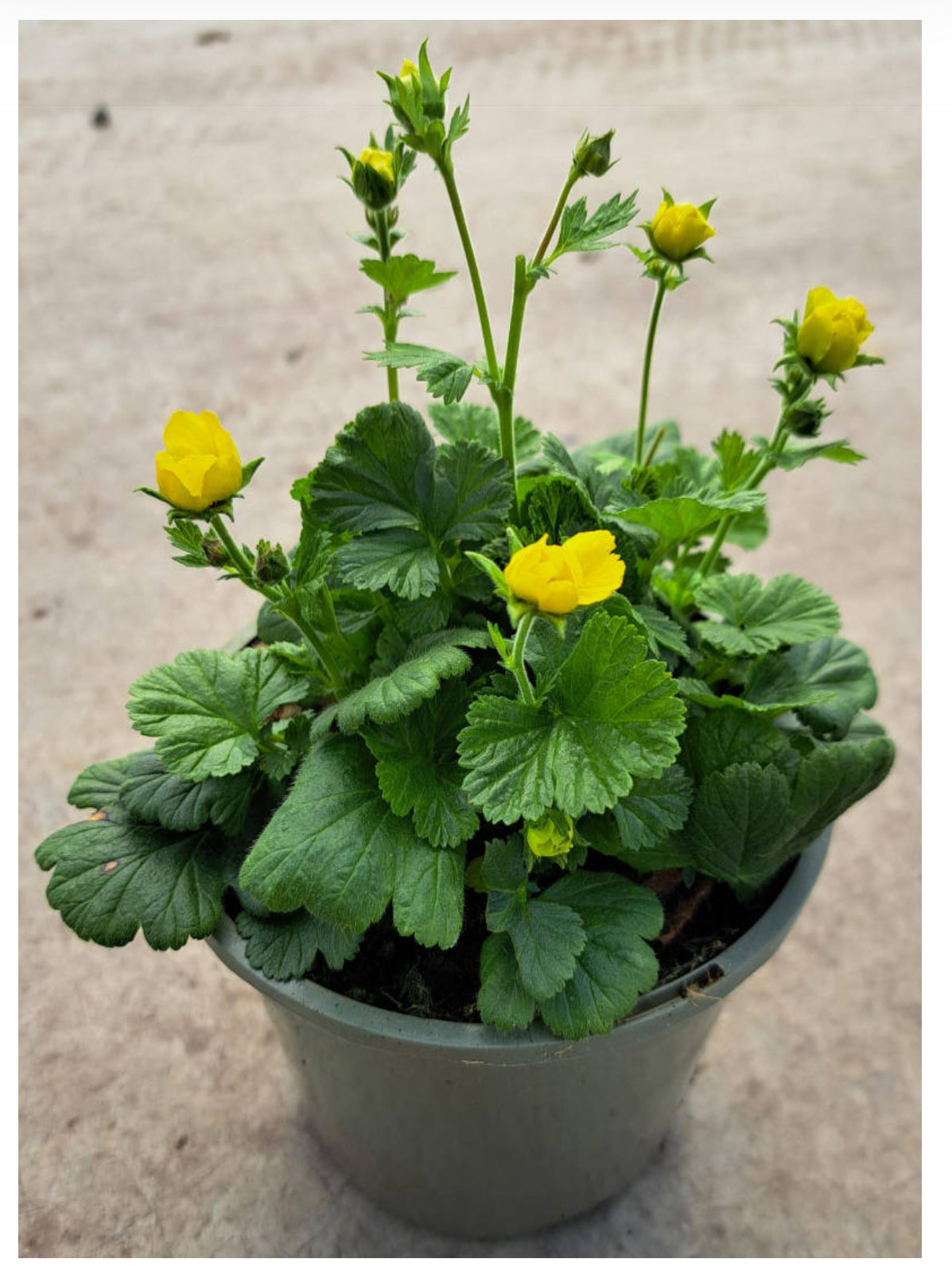 Geum Tosai Yellow 1 Ltr