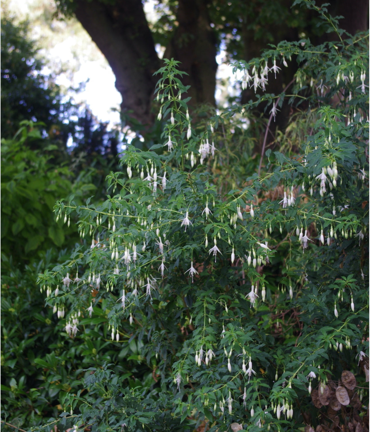 Fuchsia Hardy Hawkshead 2Ltr