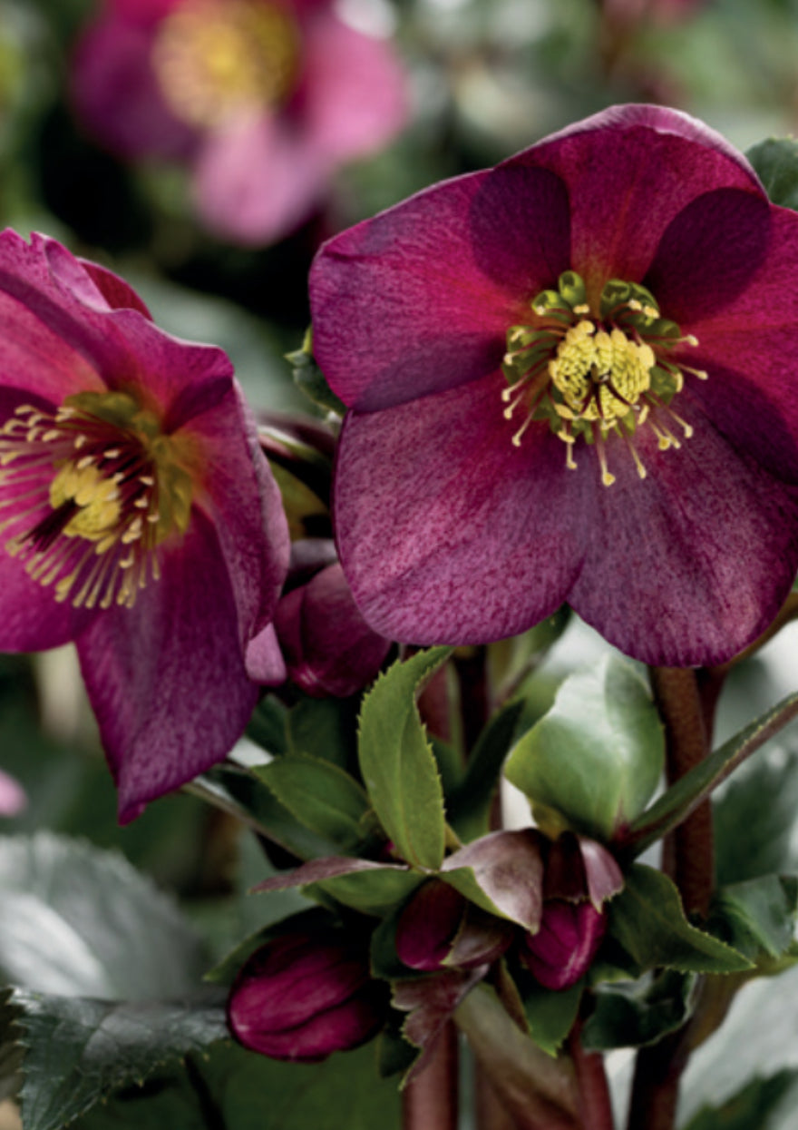 Hellebore Ice N Roses Red 2L