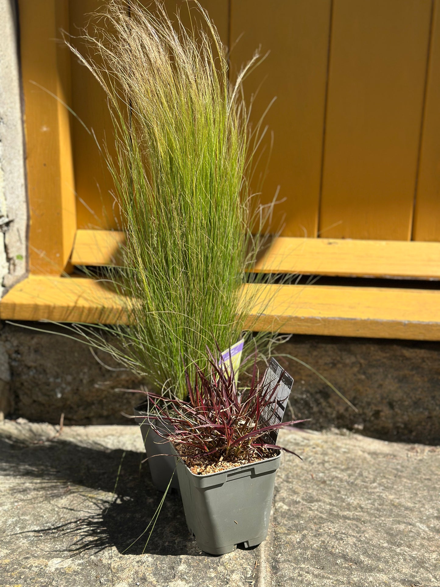 Stipa tenuissima Pony Tails 11cm