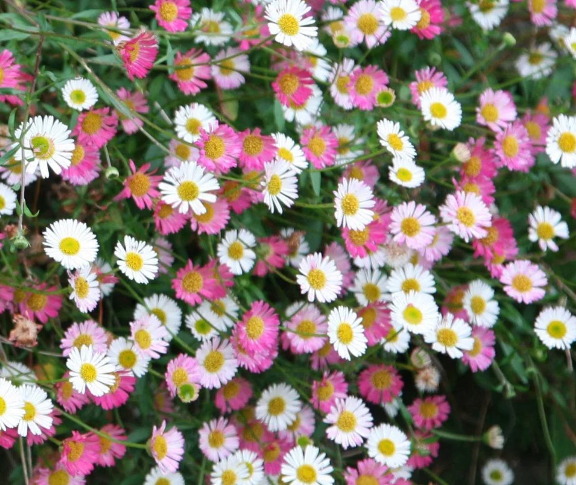 Erigeron Sea of Blossom 2Ltr