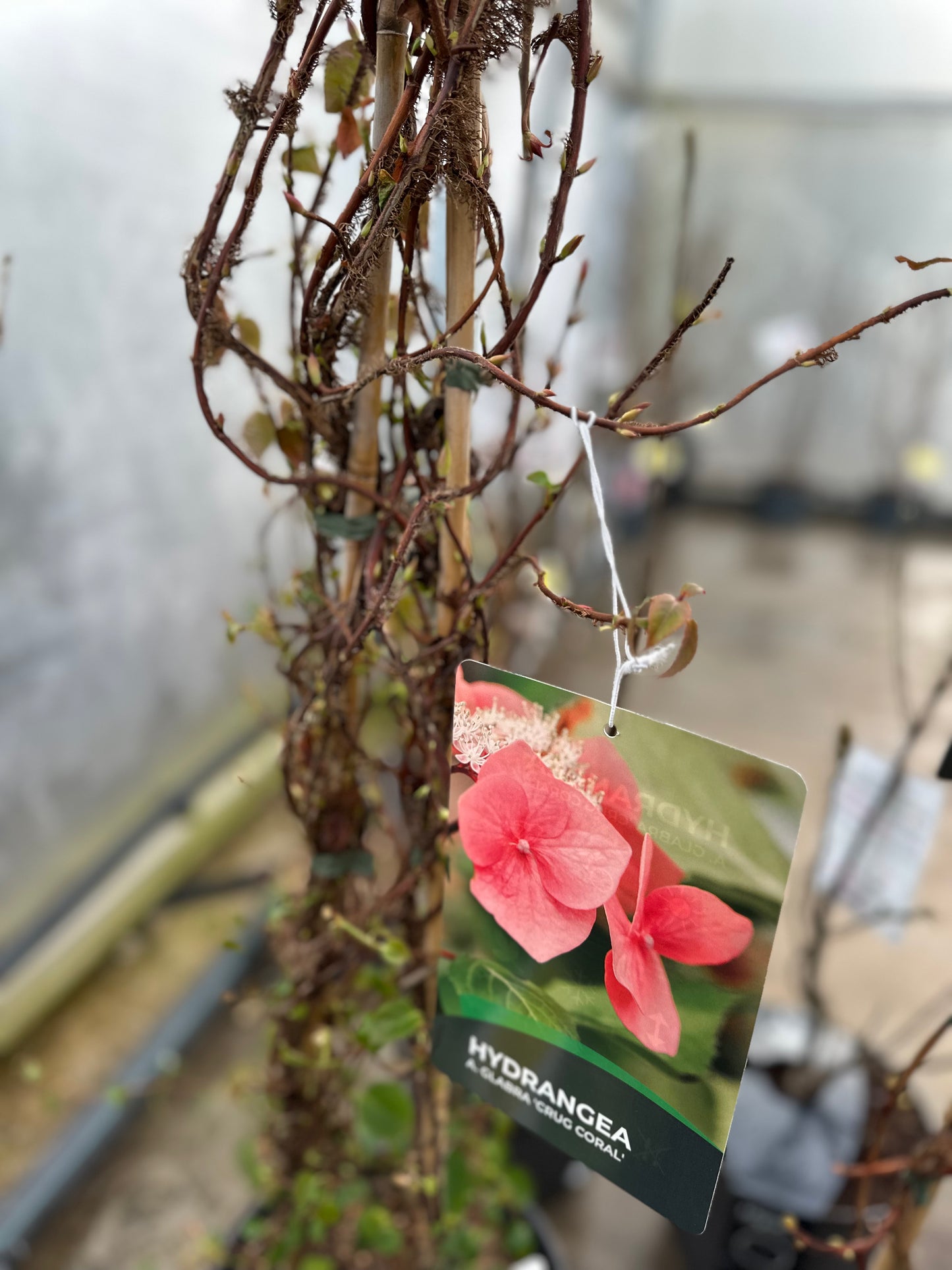 Hydrangea anomala Glabra Crug Coral 10 L