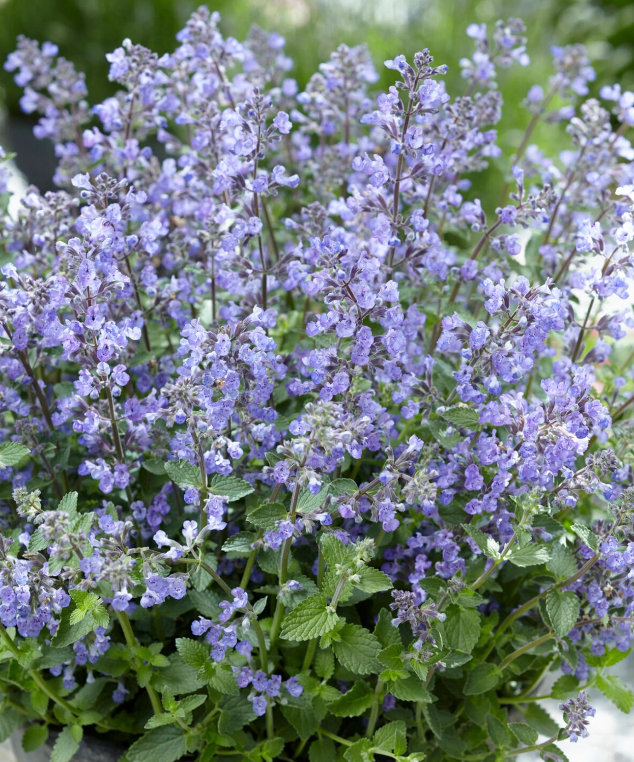 Nepeta Purrsian Blue 2Ltr