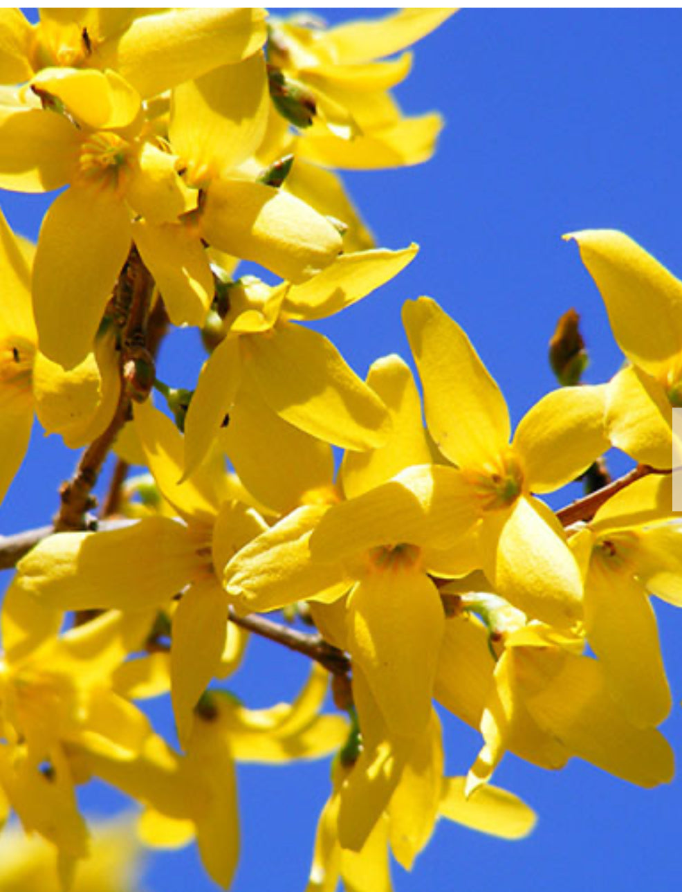Forsythia intermedia Mini Gold ( Weekend ) 3L
