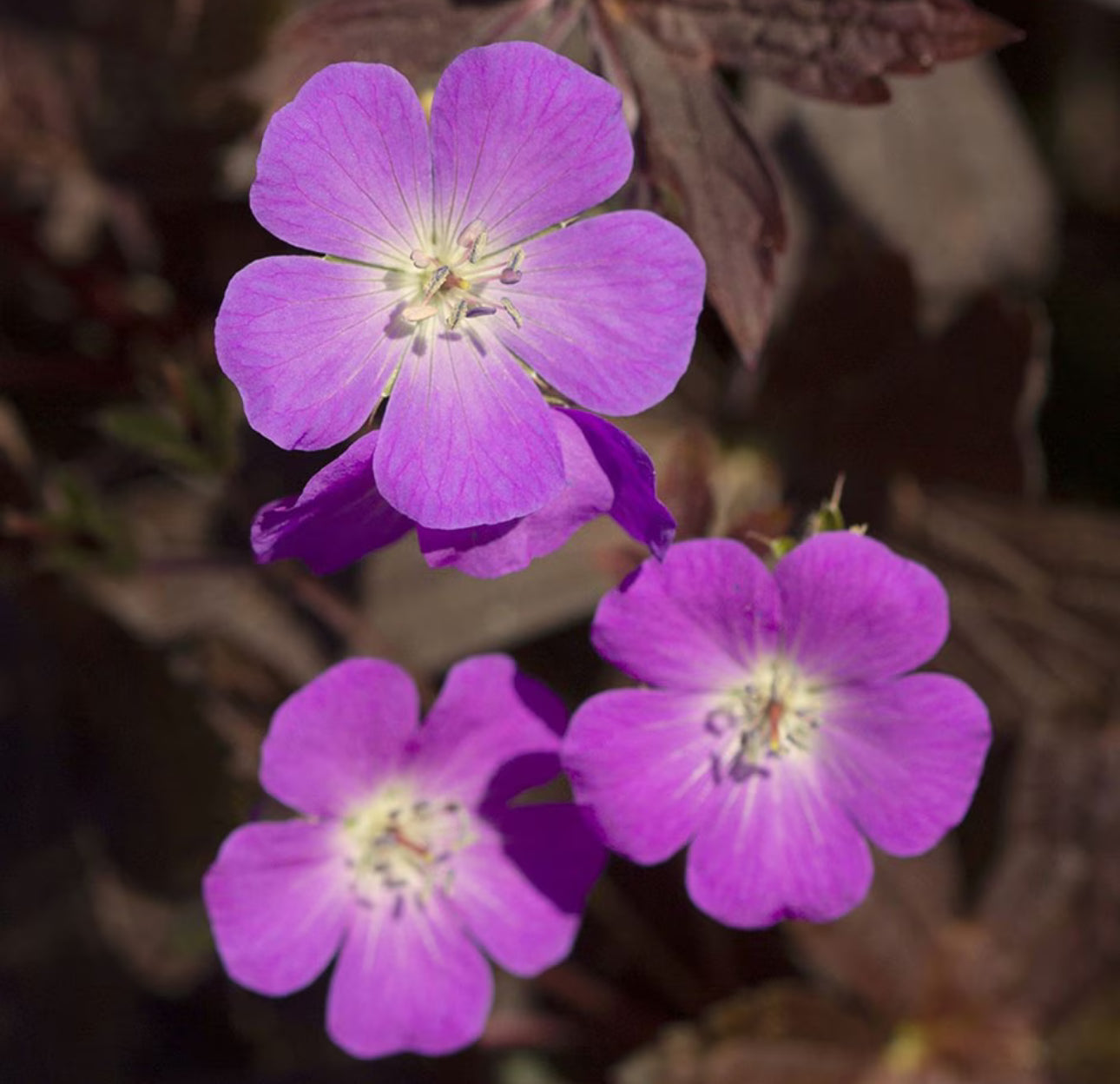 Geranium 3Ltr
