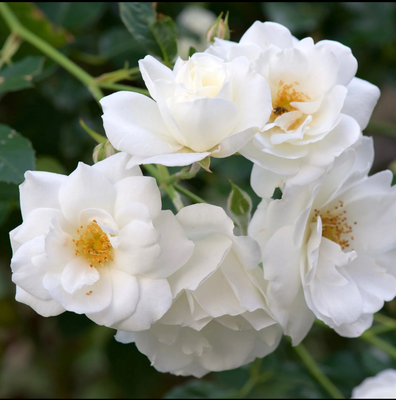 Rose Baby Iceberg 4.5Ltr