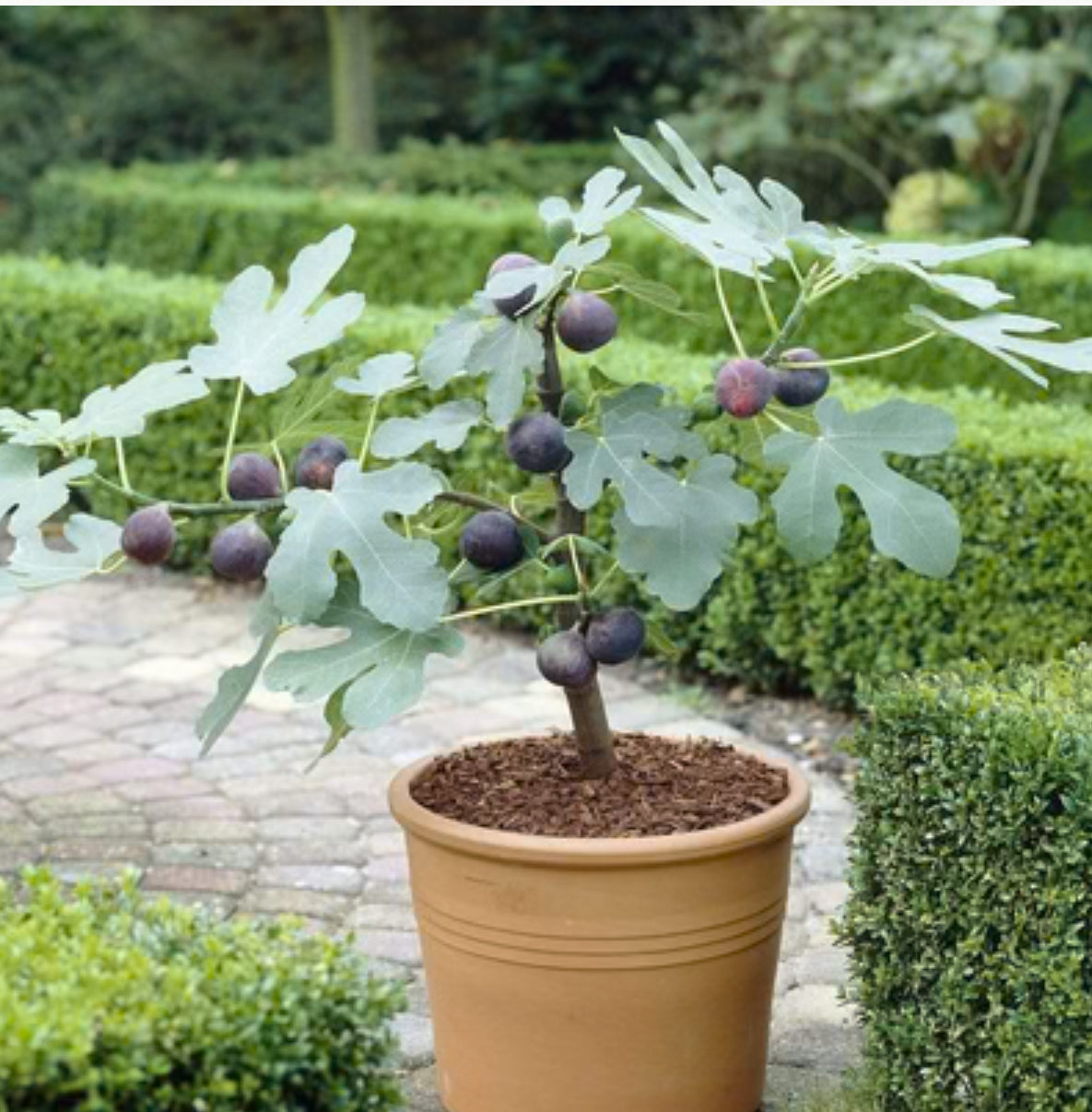 Ficus Brown Turkey (50cm Stem ) 3L
