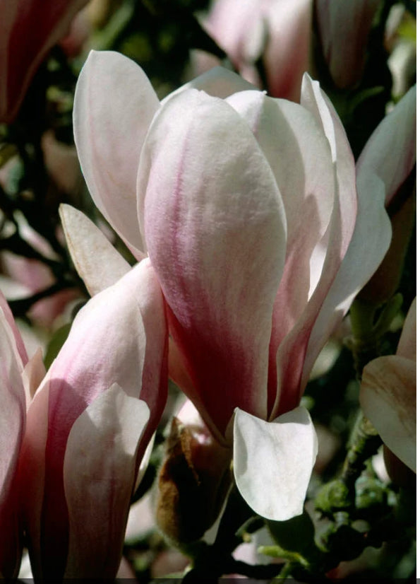 Magnolia soulangeana 5L