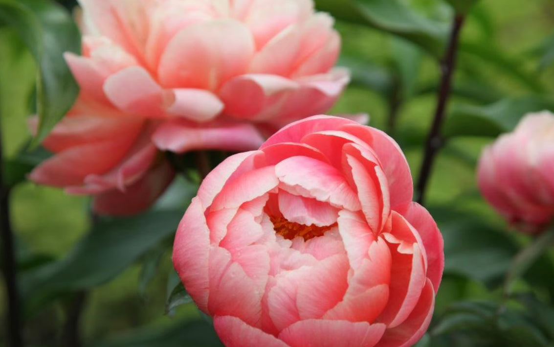 Paeonia Coral Charm 3.5Ltr