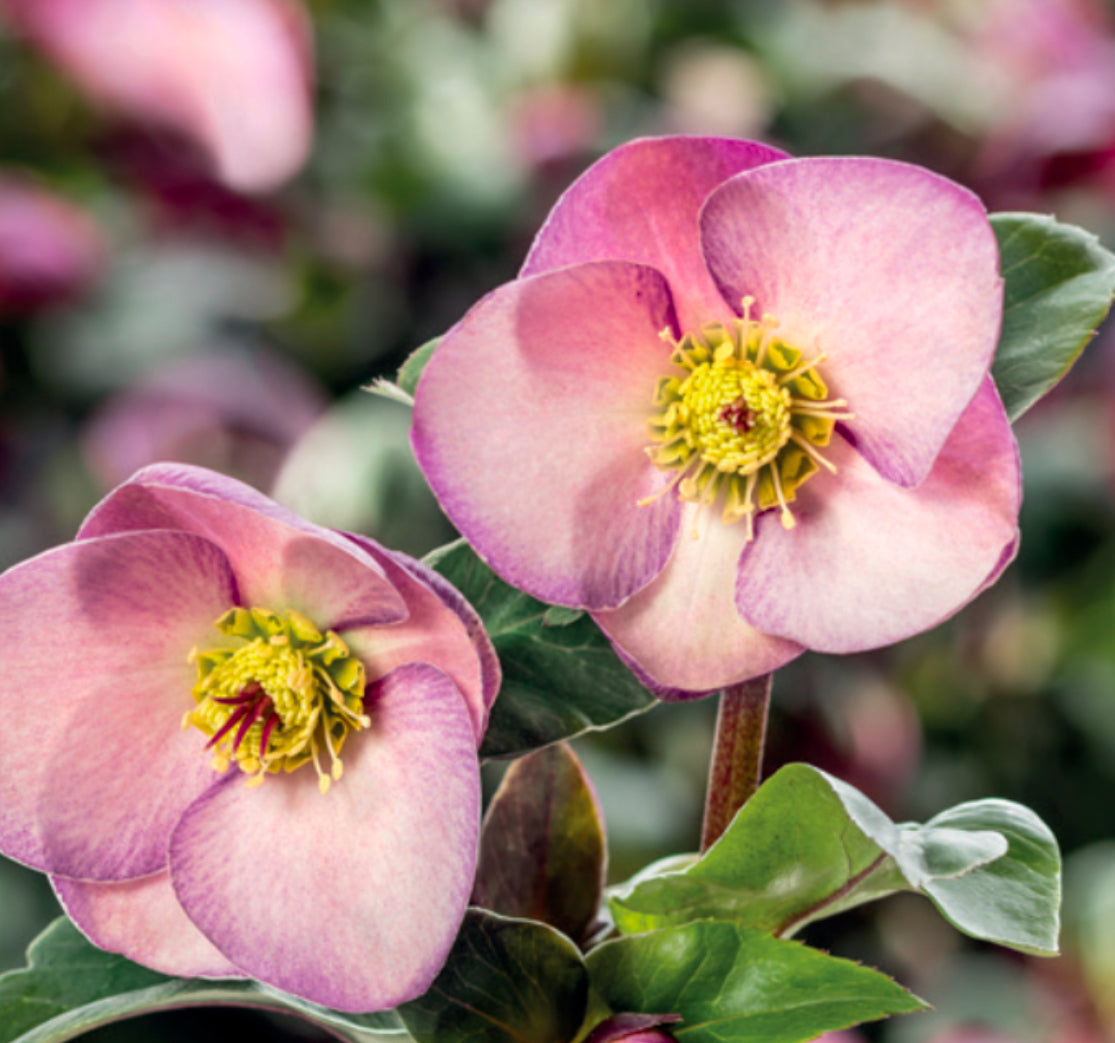 Hellebore Ice N Roses Early Red 2L