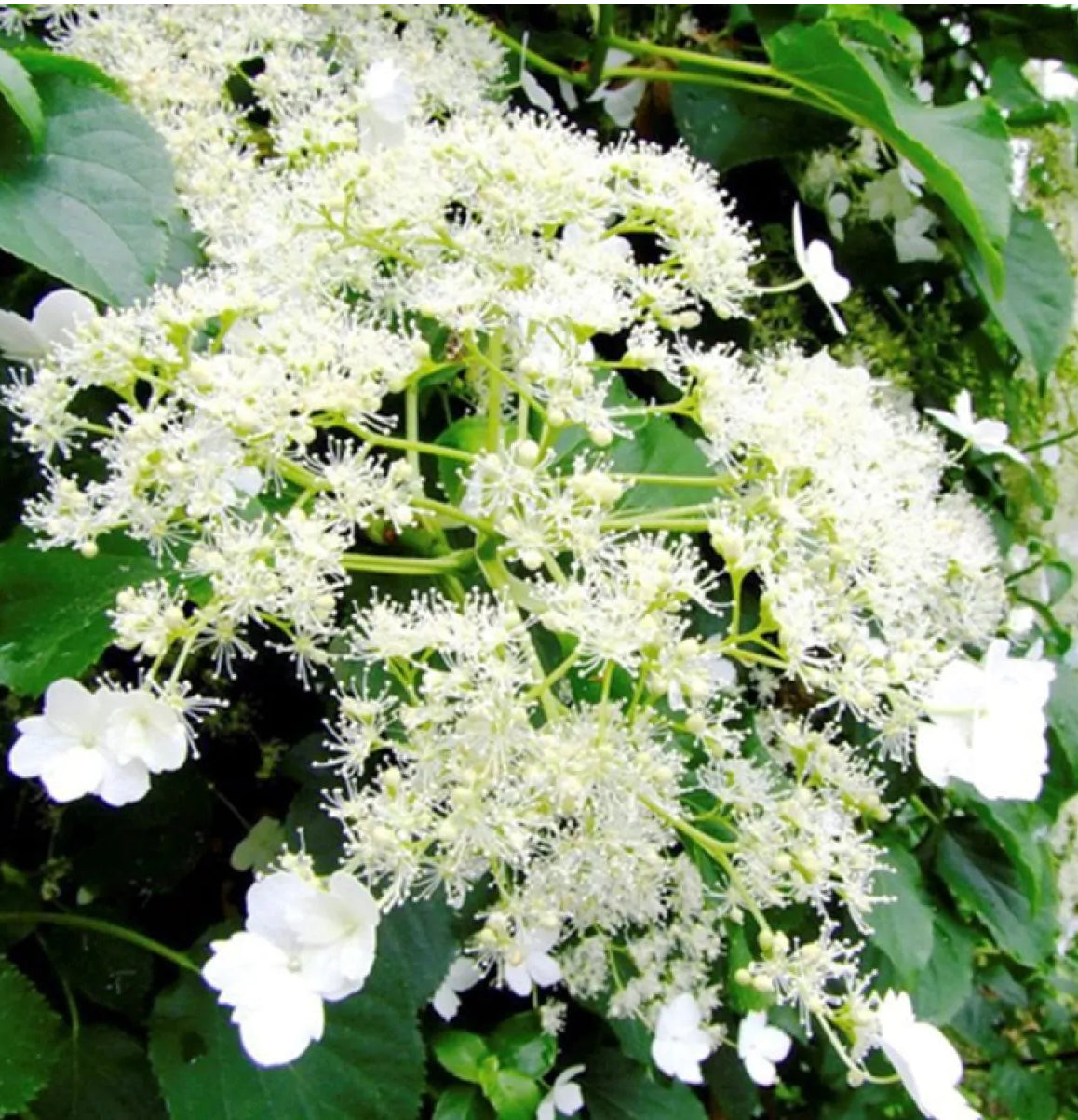 Hydrangea anomala petiolaris 10L